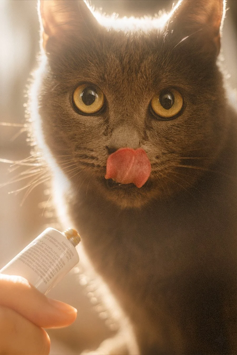 Close-up portrait of a grey cat licking its nose while being fed a treat in a Berlin Kreuzberg apartment.