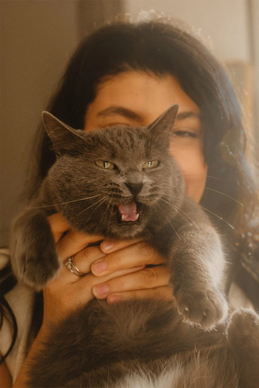 A funny lifestyle portrait of a grey cat meowing while being held by a woman in a Berlin Kreuzberg apartment with warm, golden light.