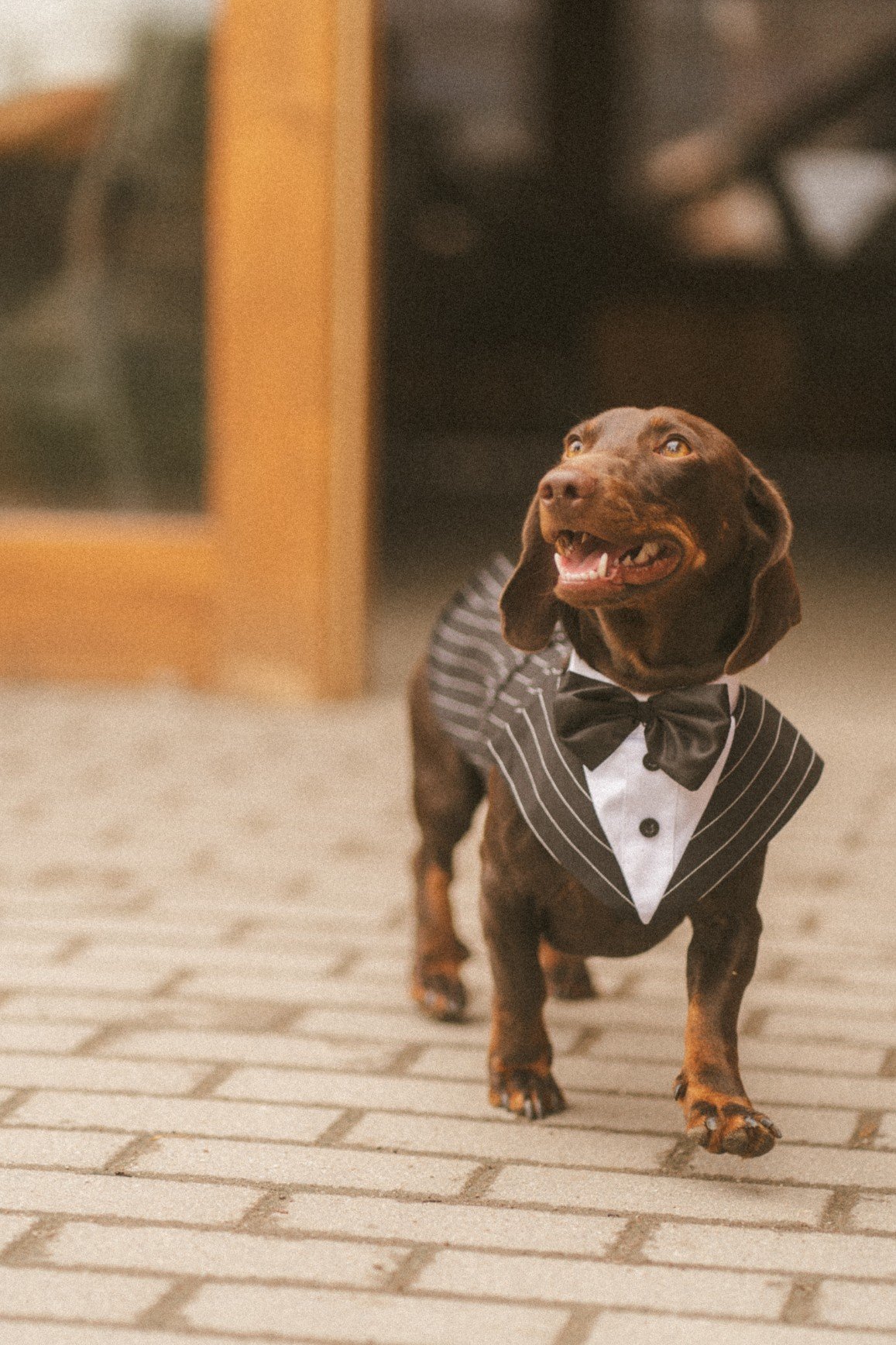 An adorable dachshund dog wearing a pinstripe tuxedo and bow tie standing outdoors on a paved path.