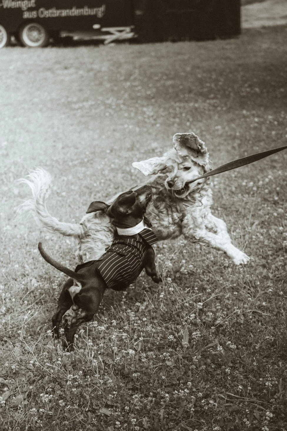 An action shot in black and white of a small dog in a tiny suit playing with a fluffy dog on the grass outdoors.