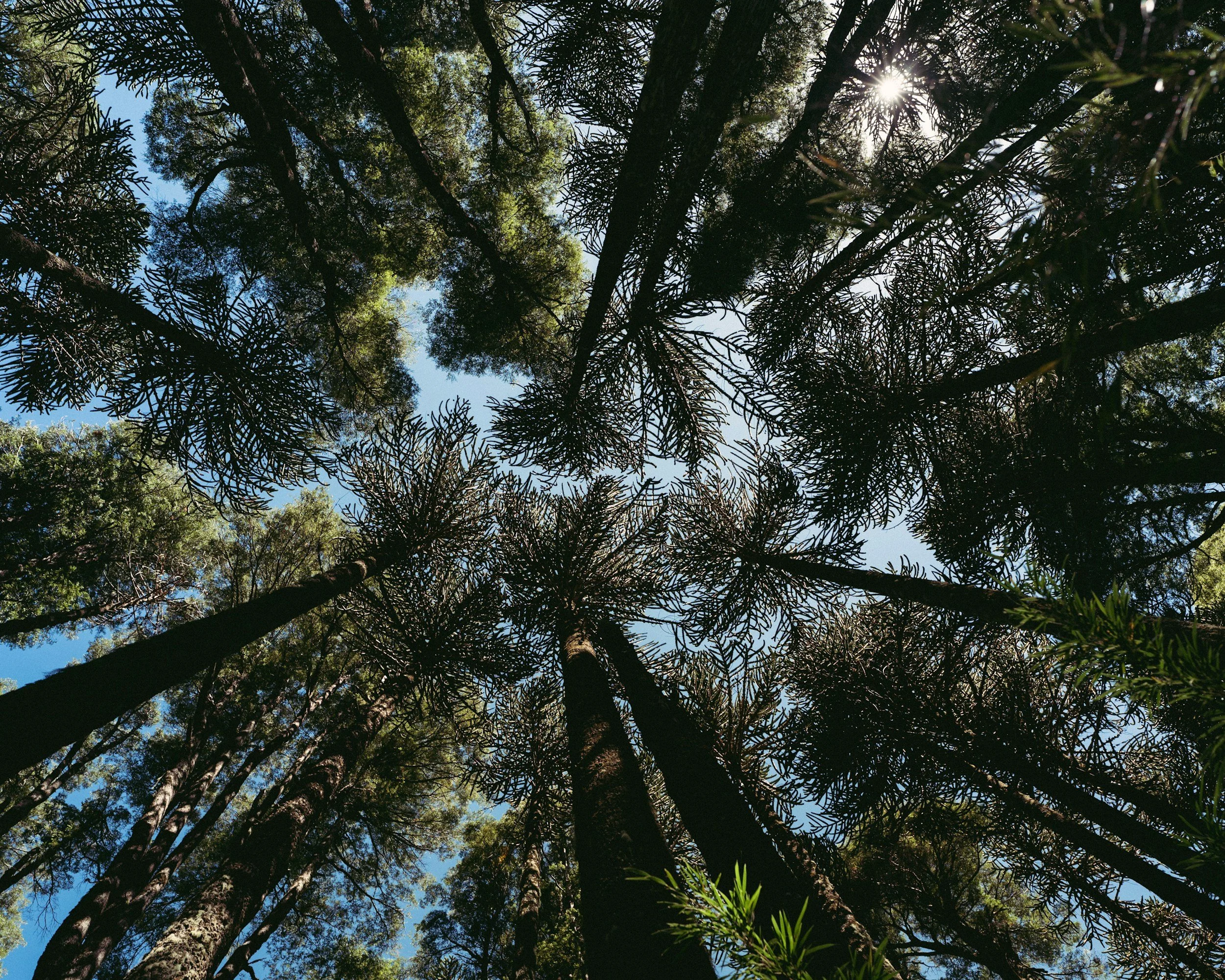 Chile Native Forest