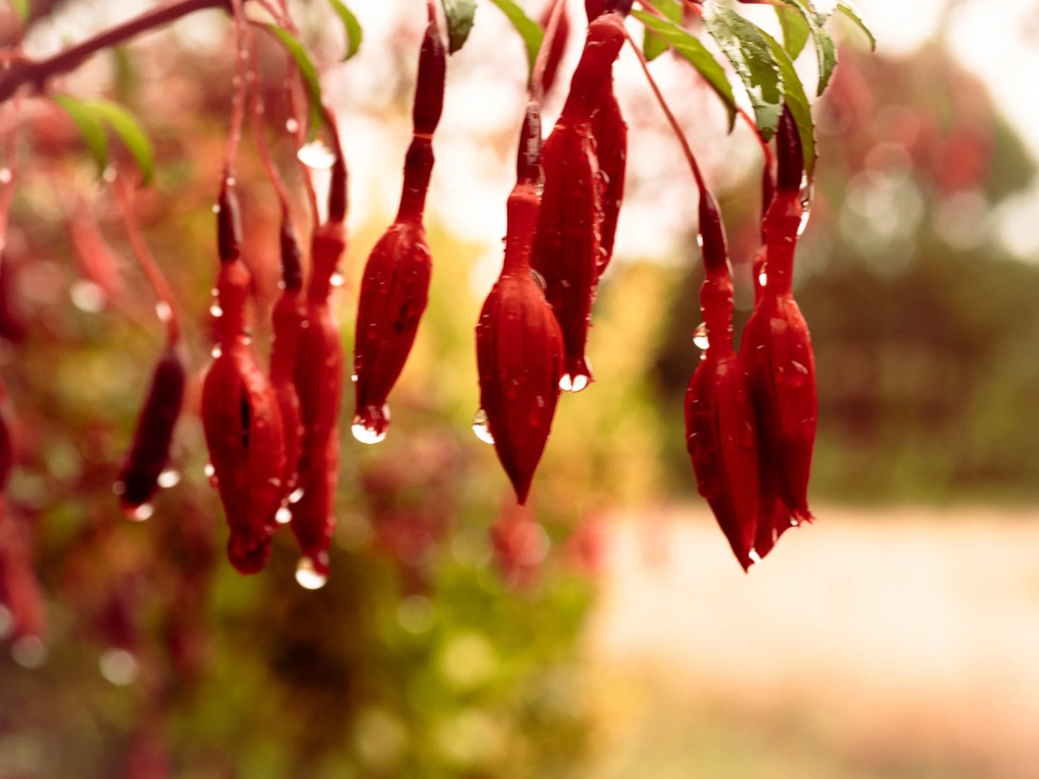 Chile Native Flora