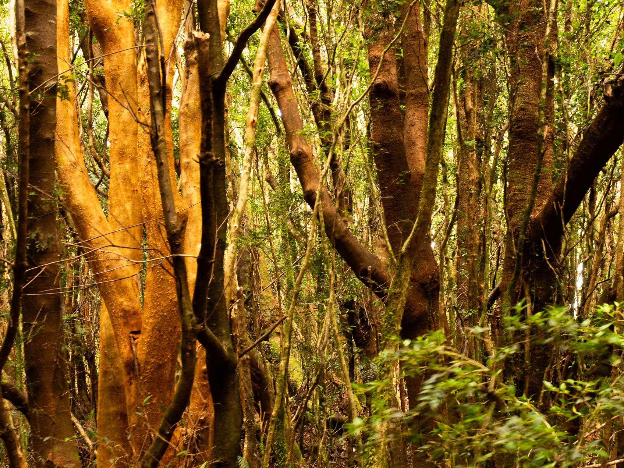 Chile Native Forest walks