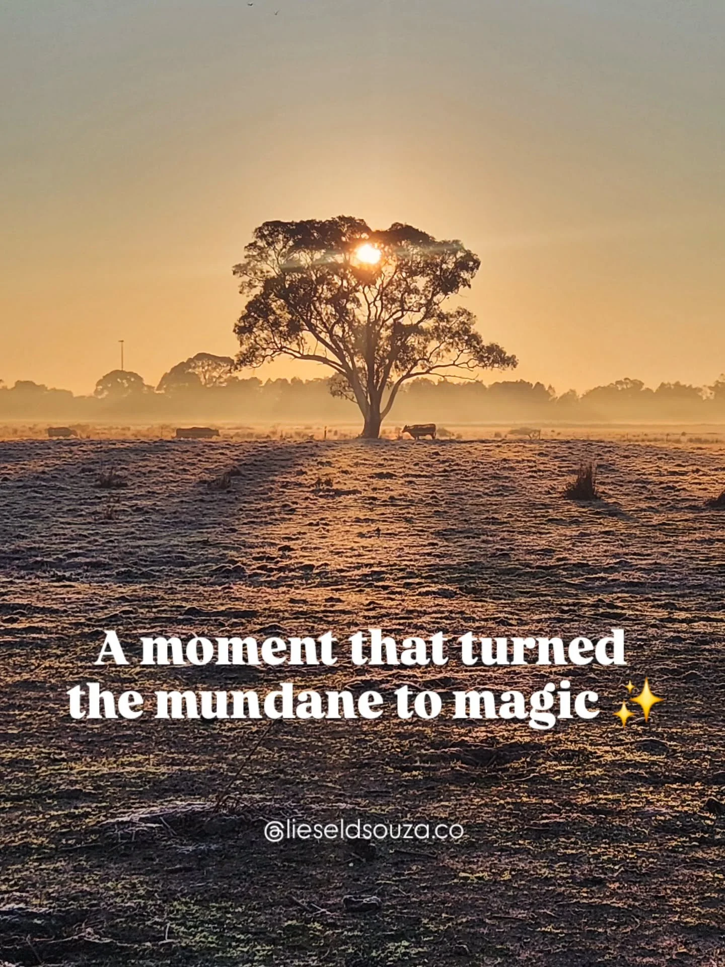 Moments of #magic in the mundane ✨

Recently on a frosty morning walk,
coffee in hand, beanie on head.
A path I venture each day.

Curiosity led me off the track.

To an open barren yet beautiful space. 
The sun rising perfectly between tree branches