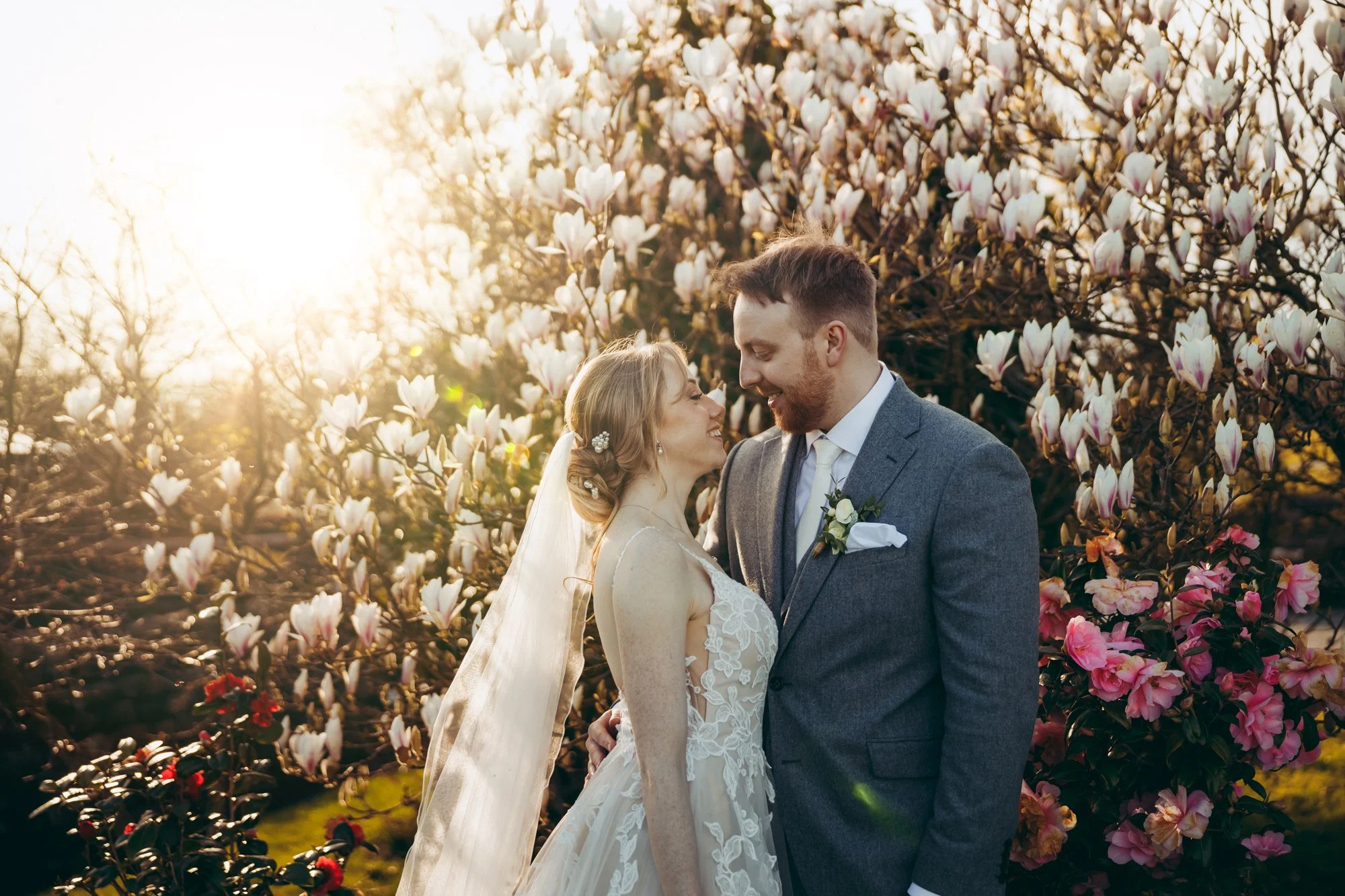 Magnolia in Spring