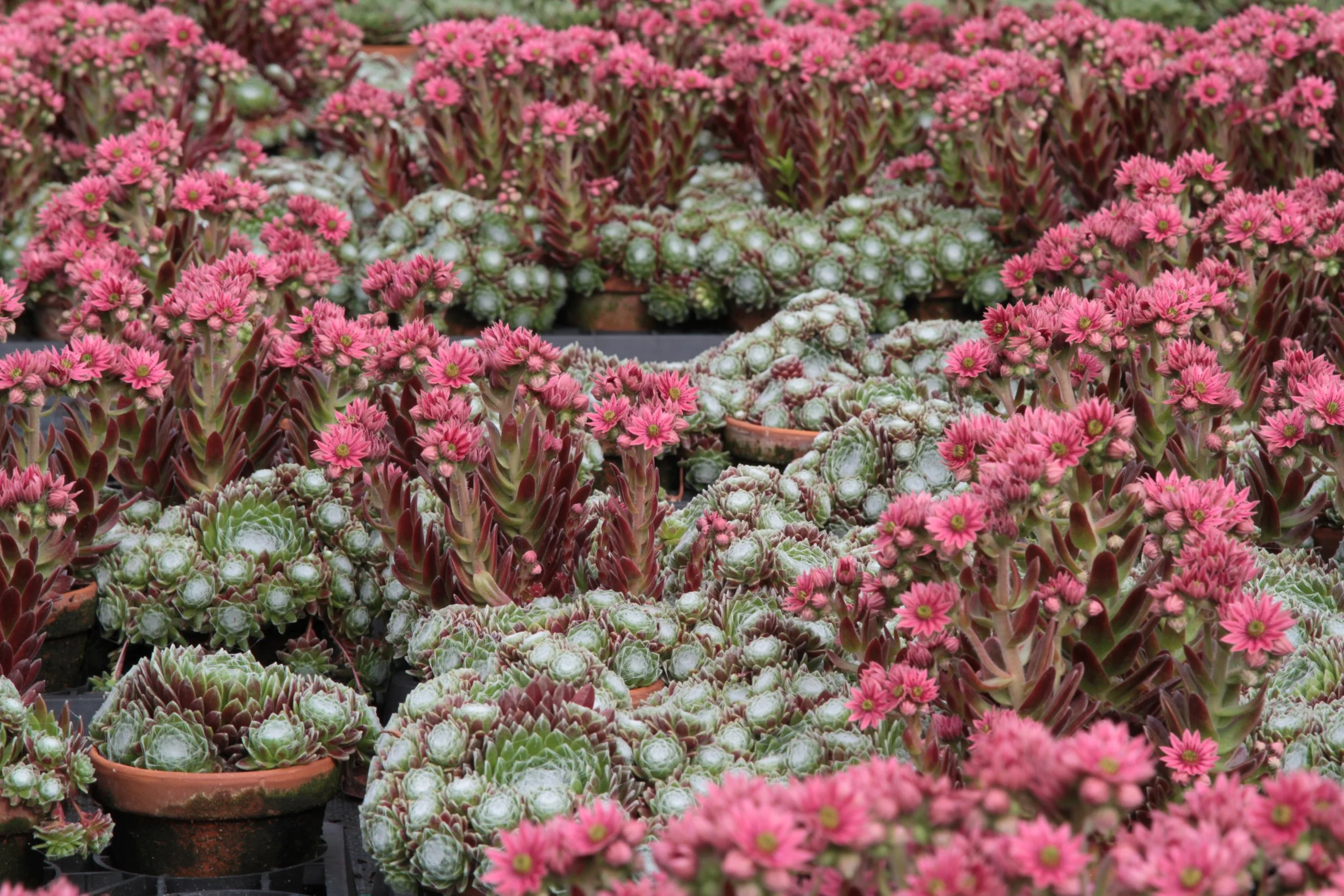Tætte klynger af husløg i blomst. 