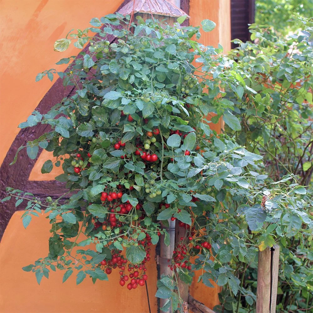 Hængetomat plante med røde klaser af tomater