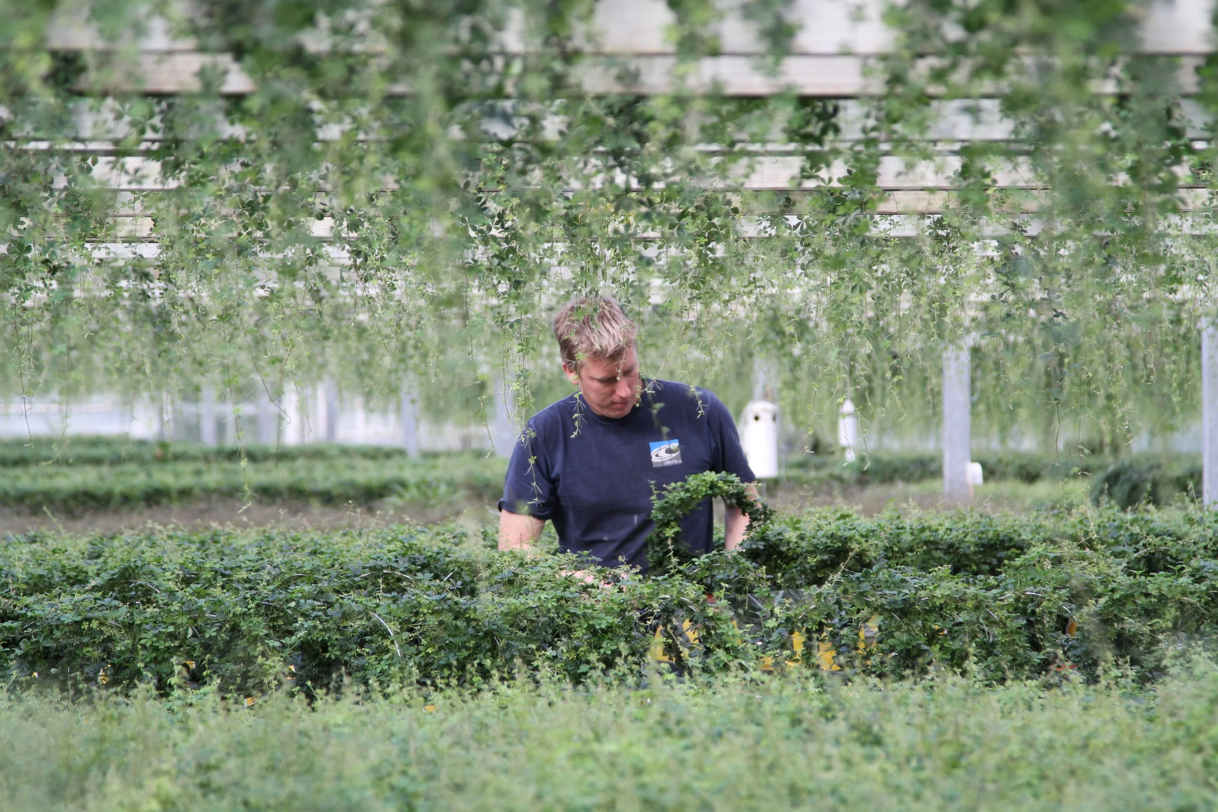 Gartner inspicerer grønne planter i et stort drivhus med hængende beplantning.