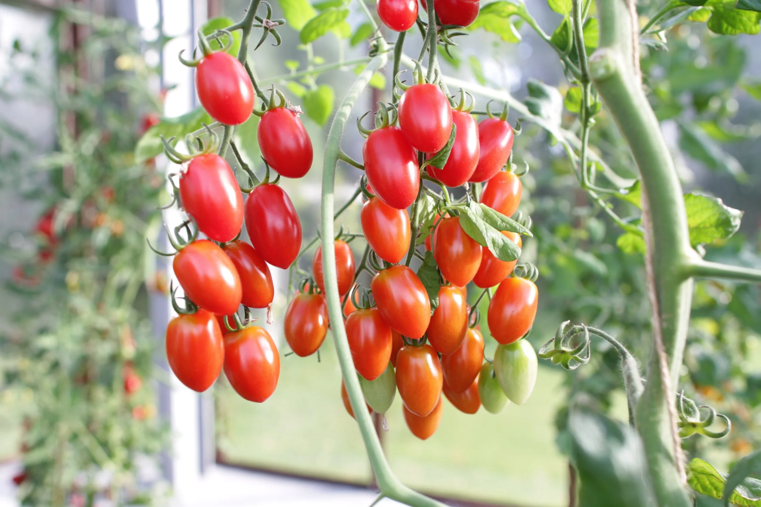Røde blommetomater i tætte klaser hængende fra en grøn plante i drivhus.