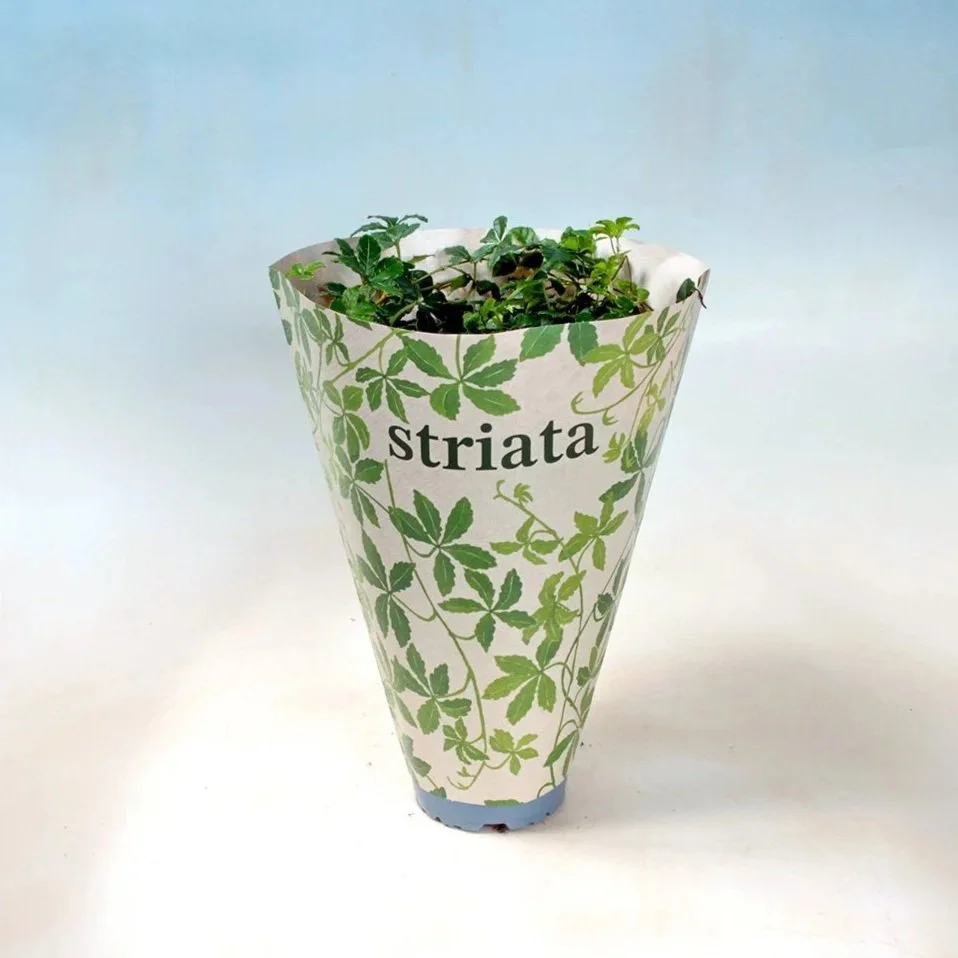 Cissus Striata i dekorativ illustreret designpose med blade malet på. En stilfuld og elegant præsentation, perfekt som personlig gave eller værtindegave.