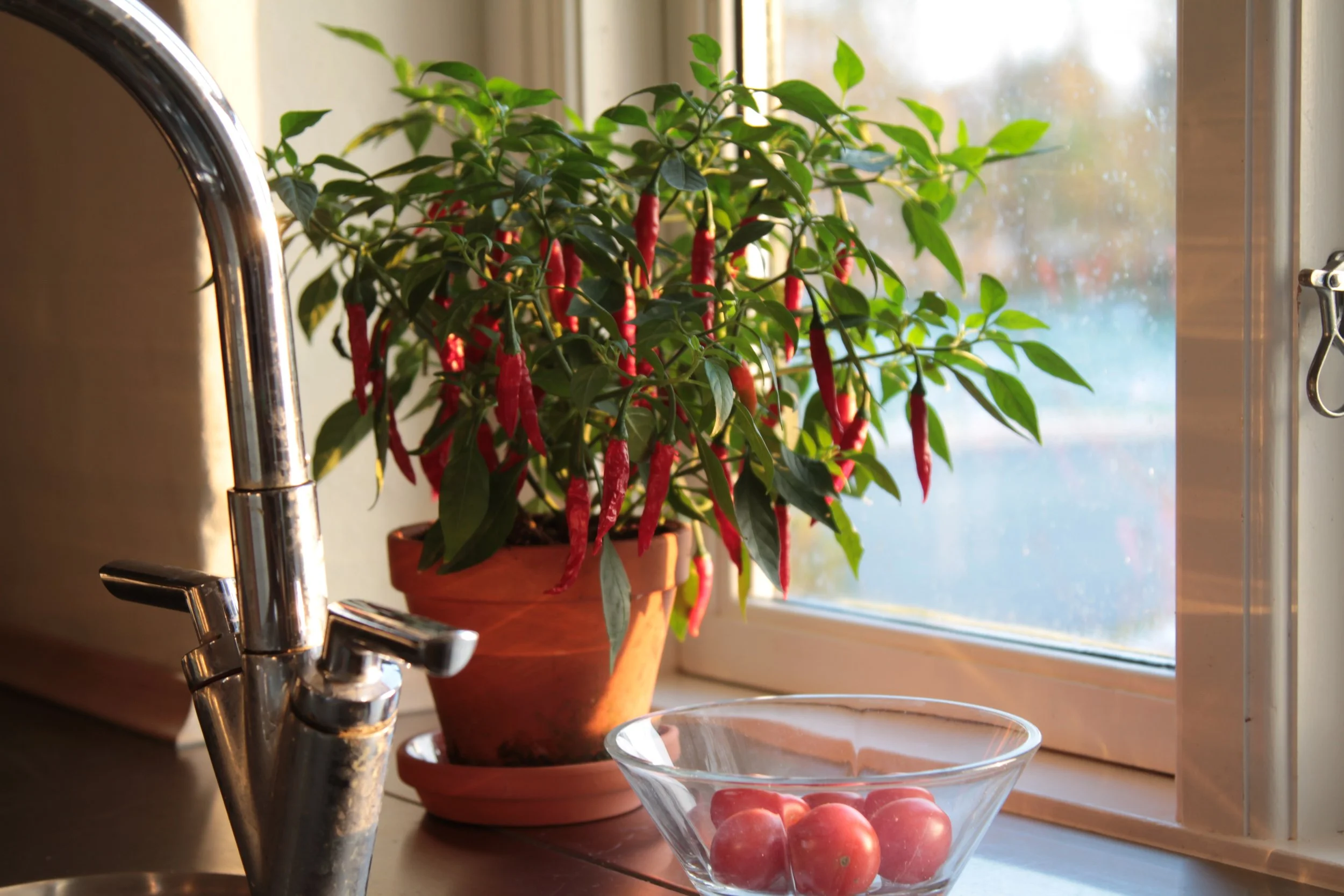 Chiliplante i lerpotte på vindueskarm med modne, røde chilifrugter.