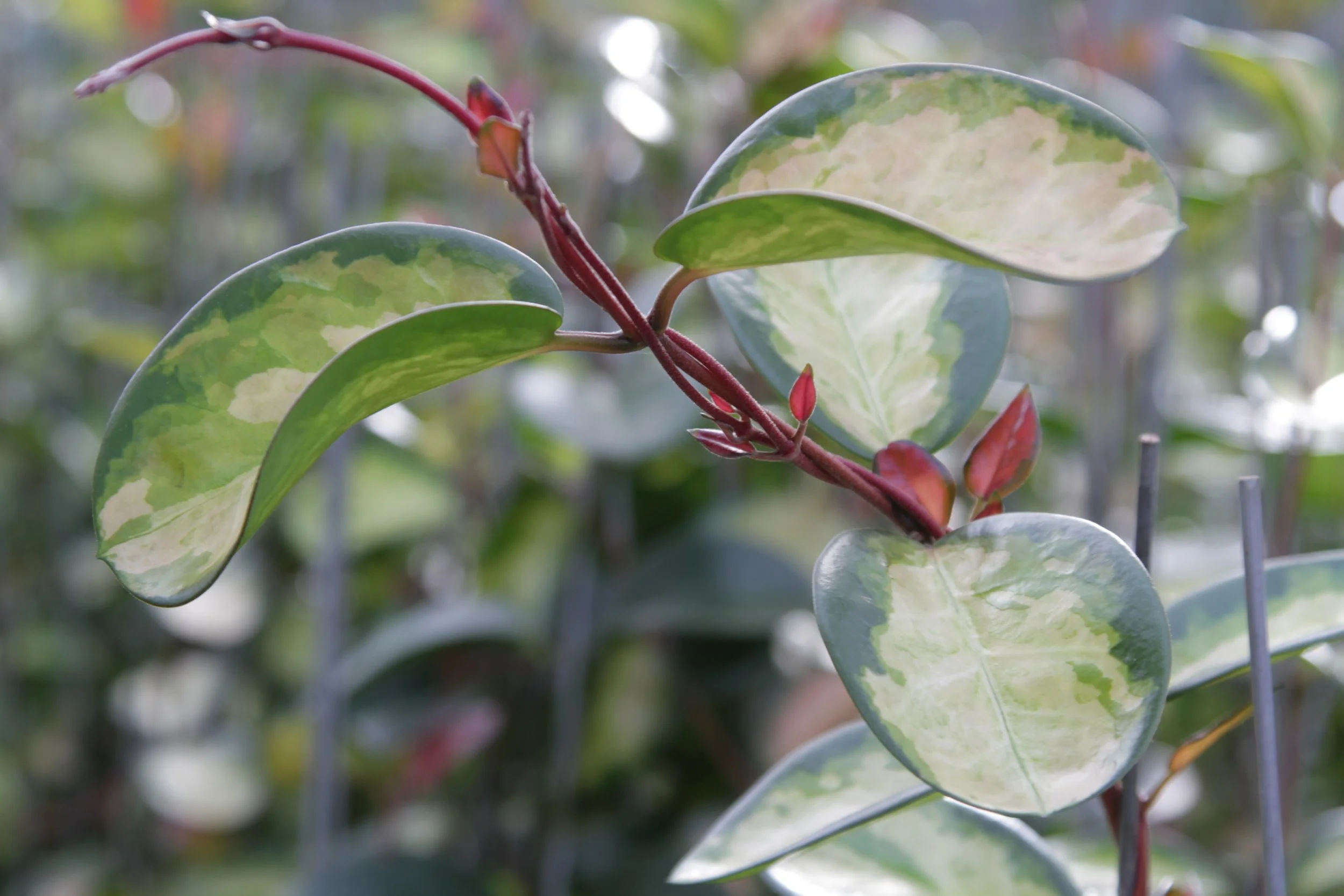 Nærbillede af Hoya-plante med grønne brogede blade.
