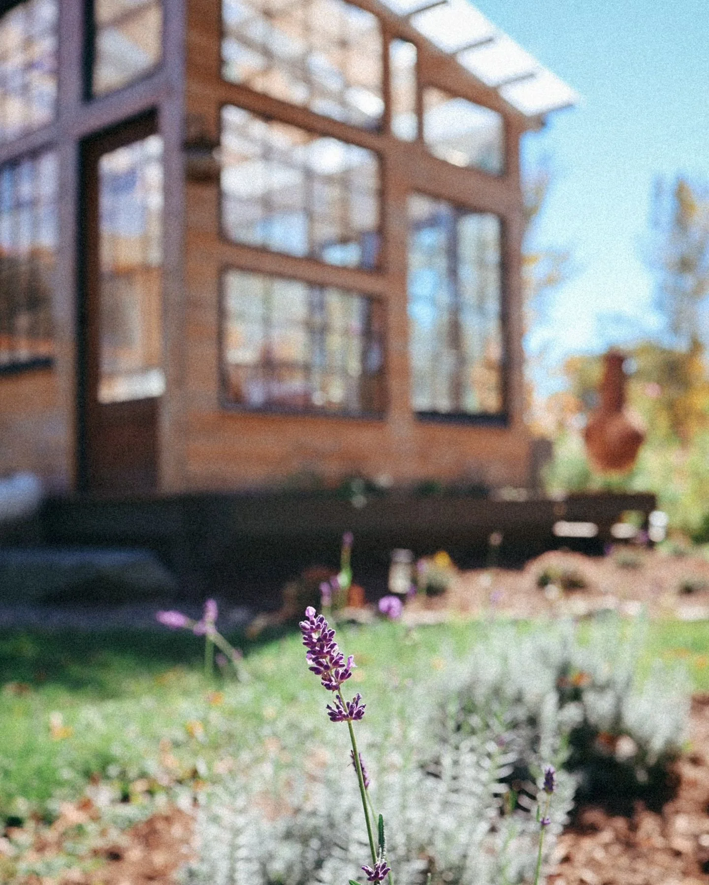 Little snippets of Autumn. 🍂 

#diy #diyprojects #diygreenhouse #salvagematerials #salvagebuild #greenhouse #greenhouseinteriors #greenhouselife #homedesign #diyproject #garden  #summergarden #gardeninspiration #diyhome #homerenovation #interiordesi