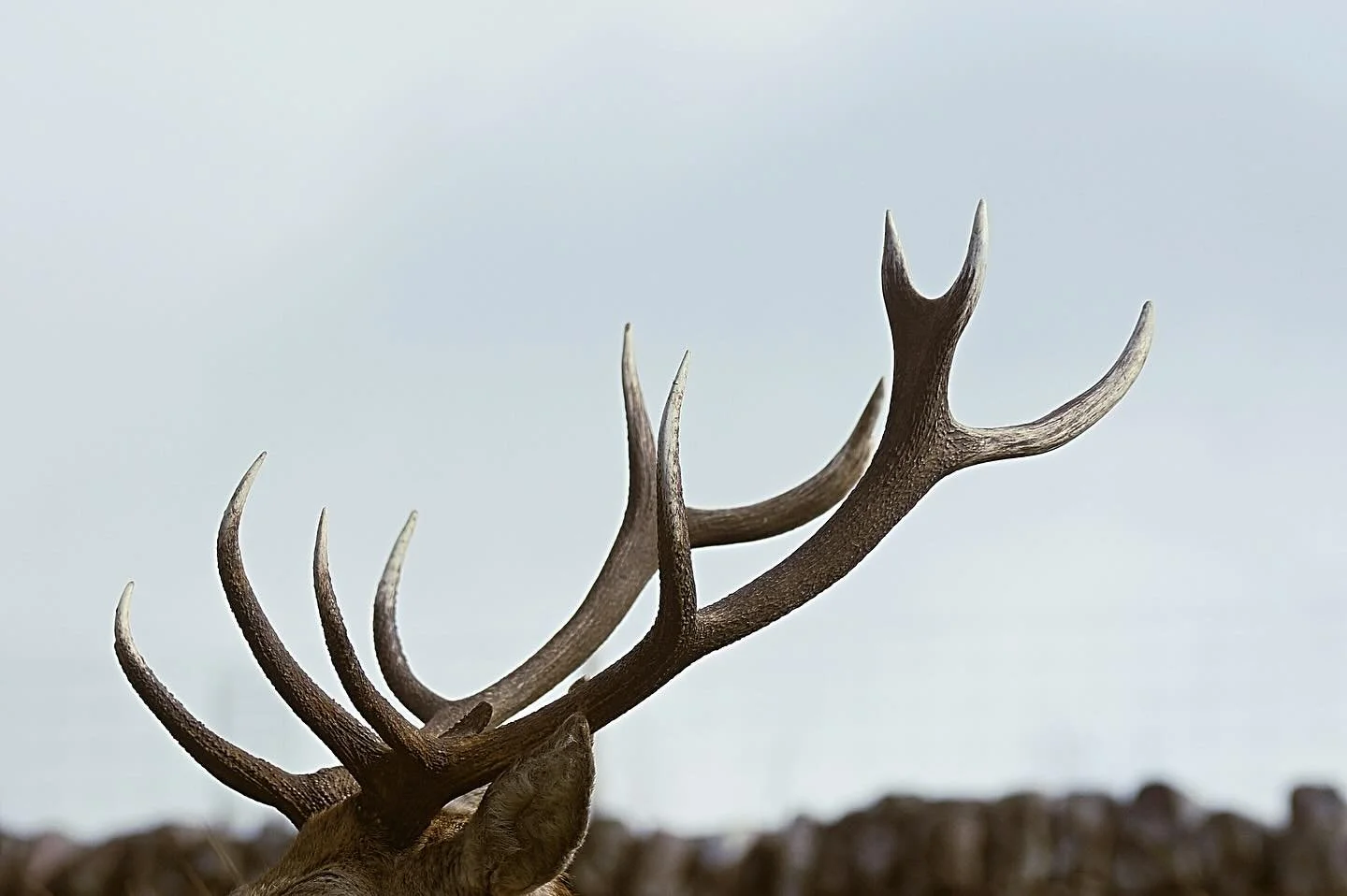 Full Buck Moon in Capricorn &ndash; July 11, 2025

This full moon is not a glittering ornament. 
It is a reckoning.
It is the call of your future self echoing down a corridor lined with choices you&rsquo;ve already made.

The Buck Moon rises in Capri
