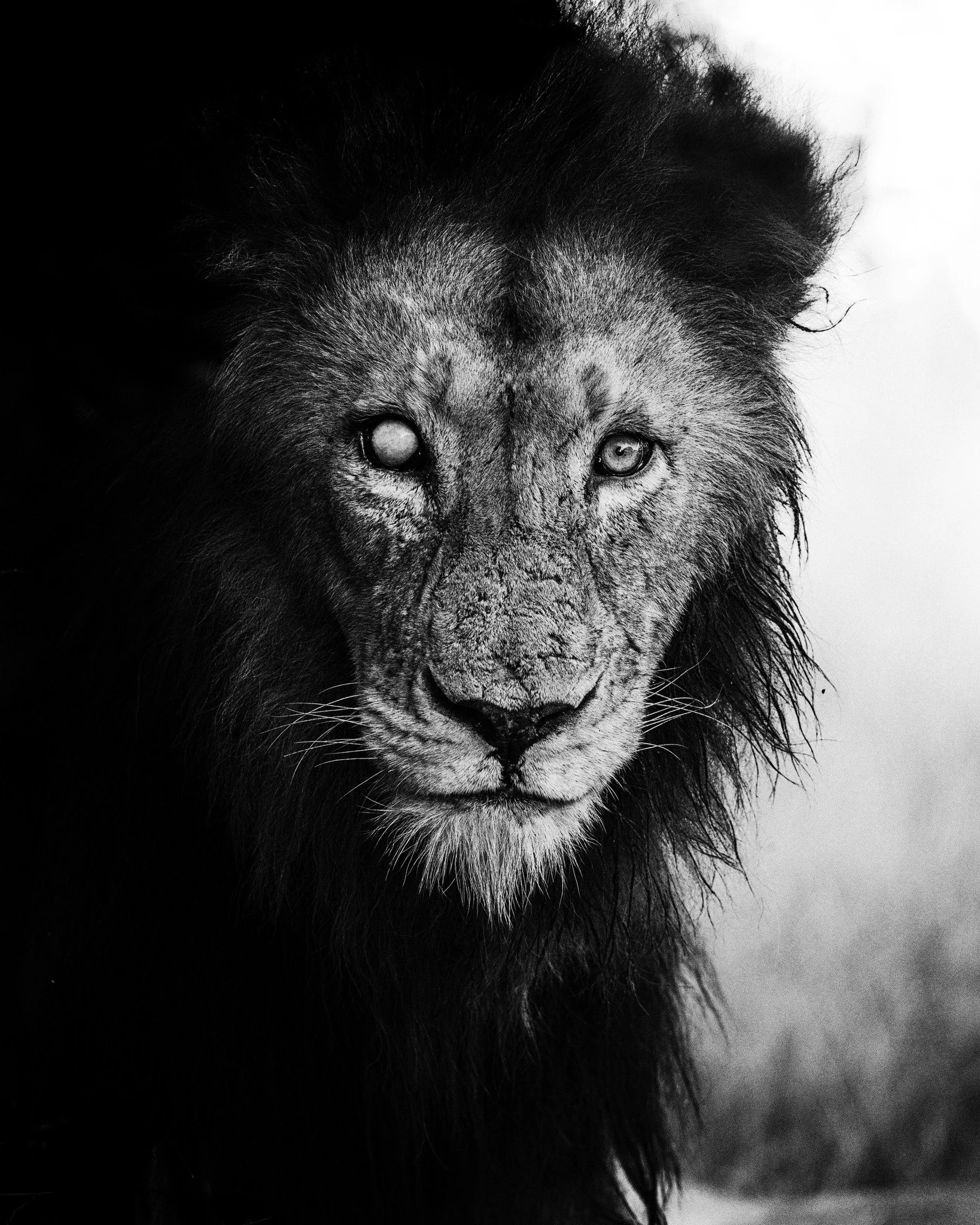 The Leo new moon arrives this Friday. It is not here to entertain. 
It is here to remember.

This moon doesn&rsquo;t whisper. 
It reminds you that your life is YOURS. 
That your expression is sacred. 
That self-abandonment is not humility.

This is a