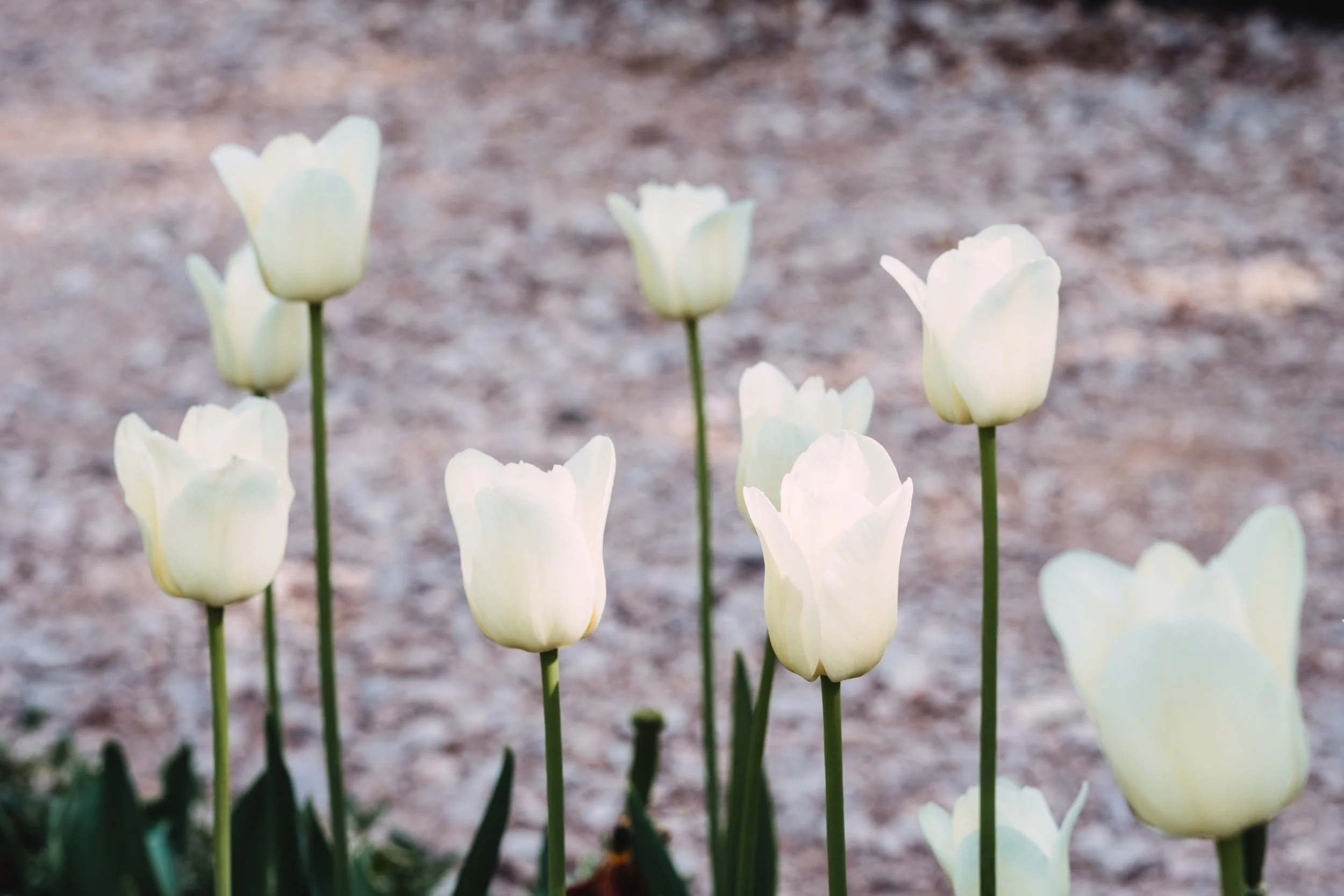 white_tulips.jpg