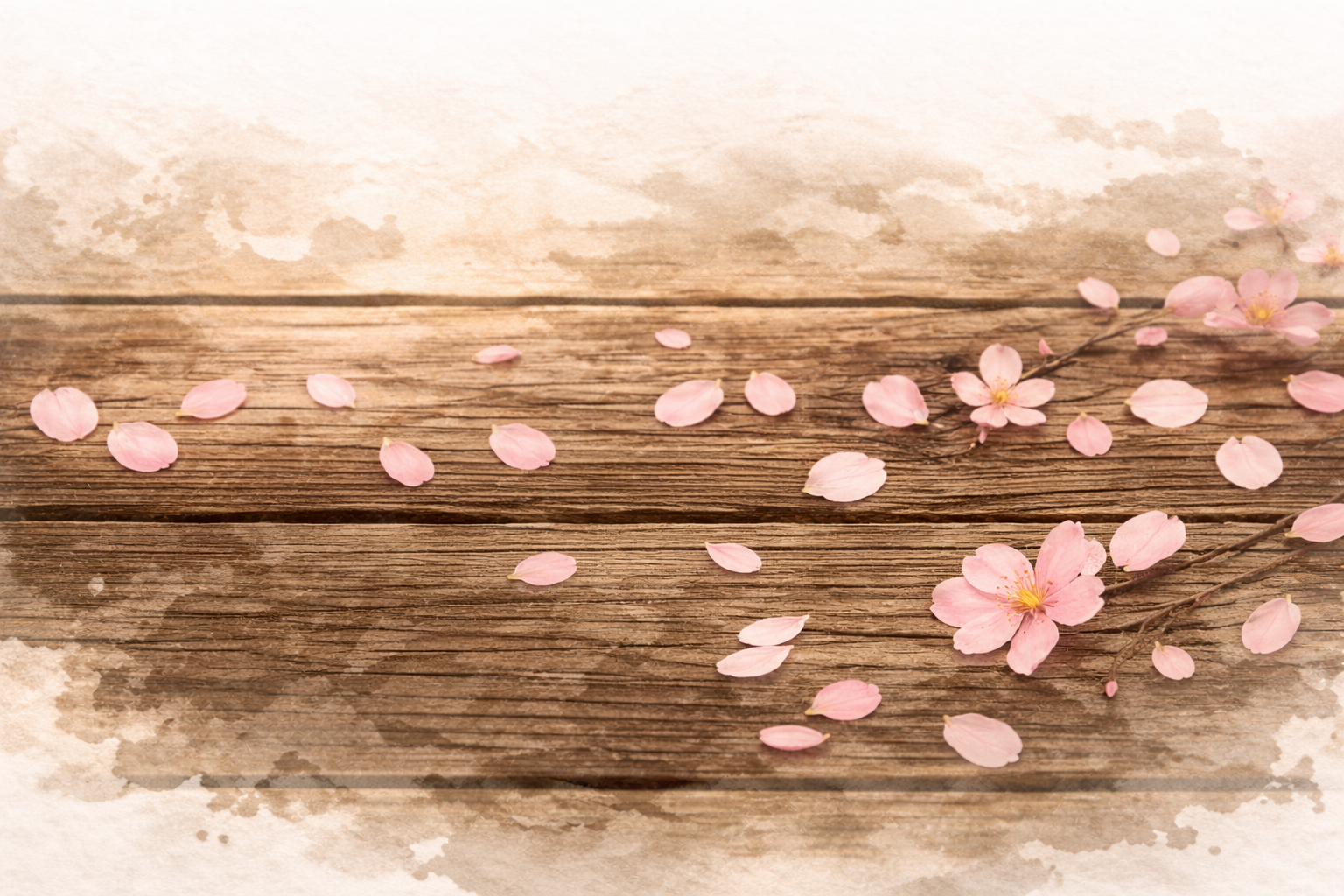 Pink cherry blossoms and petals on weathered wooden planks with watercolor effect.