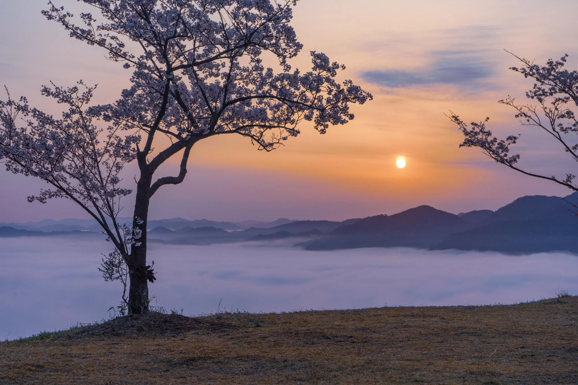 Tree with blossoms on a hillside at sunrise, with mountains and clouds in the background.