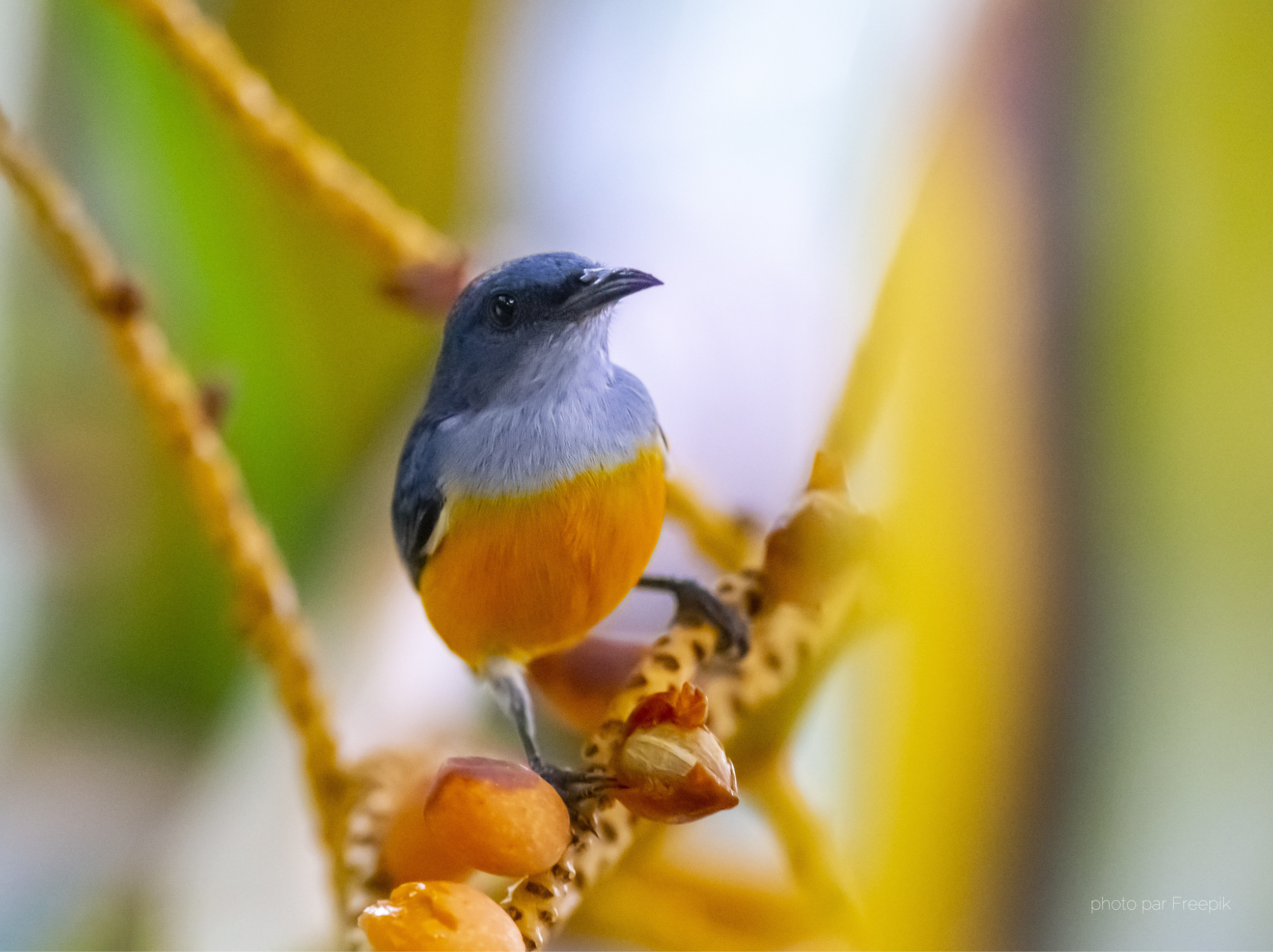 OISEAU_freepick.png