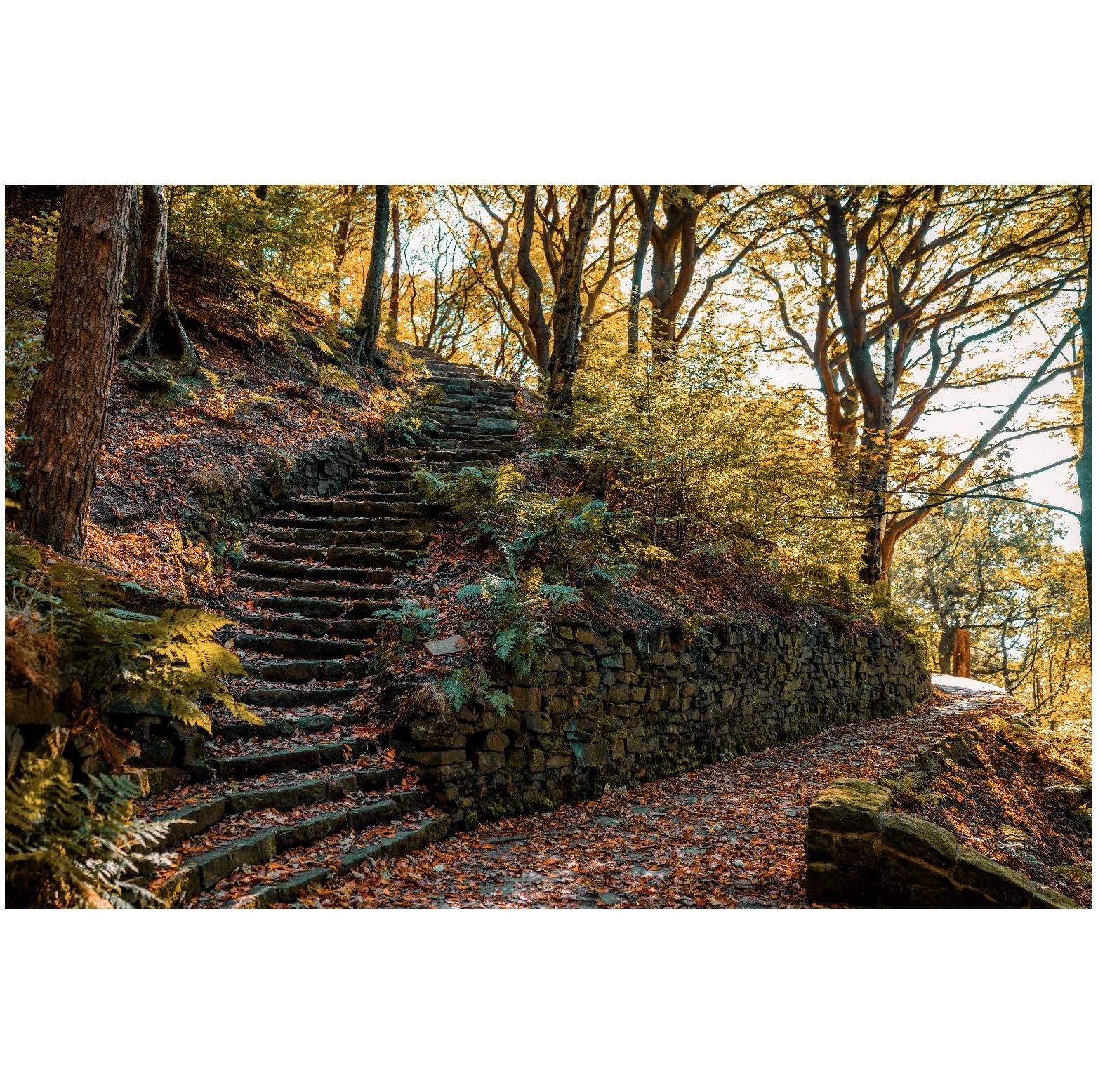 forest5.jpg