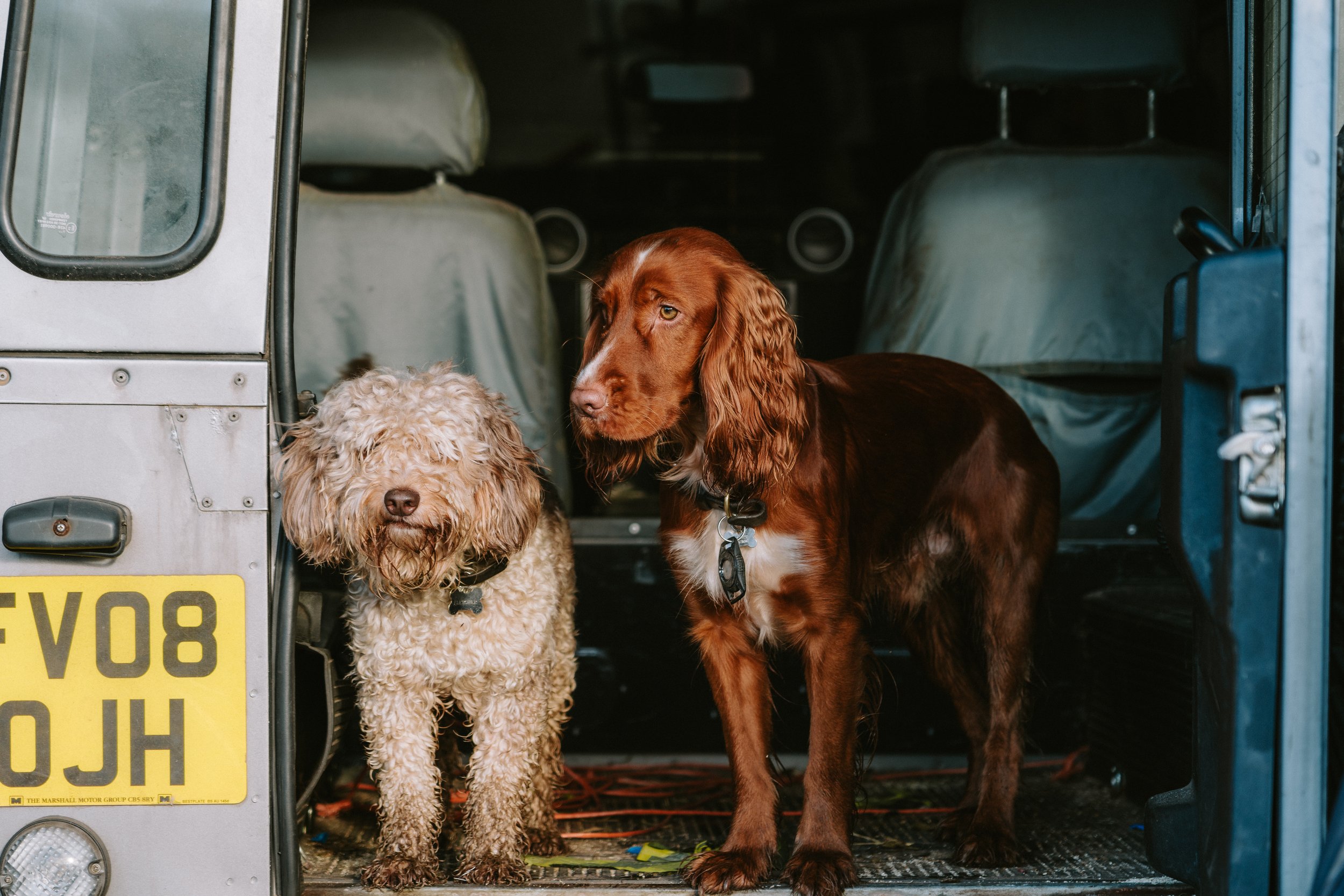 Two dogs, a curly-haired beige poodle and a brown Irish Setter, sitting in the back of a van or truck, with the poodle on the left and the Setter on the right, both wearing collar tags.