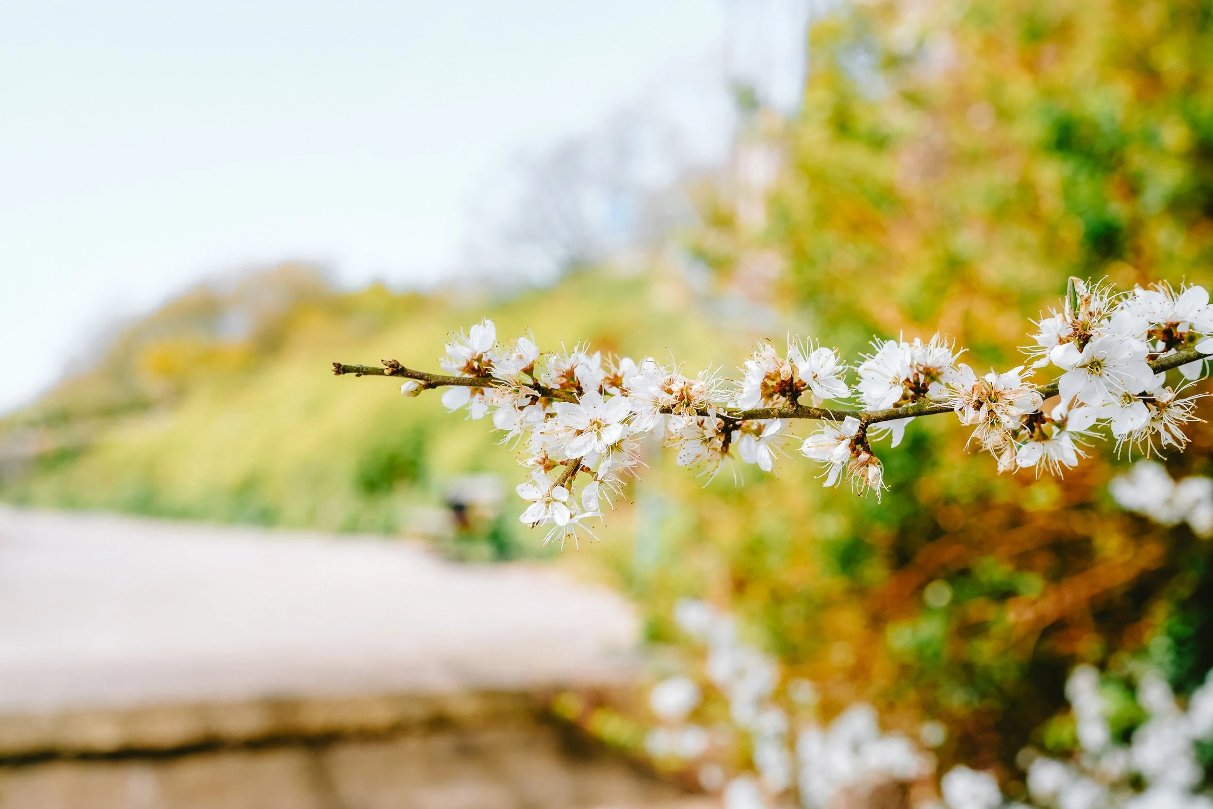A close-up of a flowering tree branch with white blossoms against a blurred background of trees and sky.