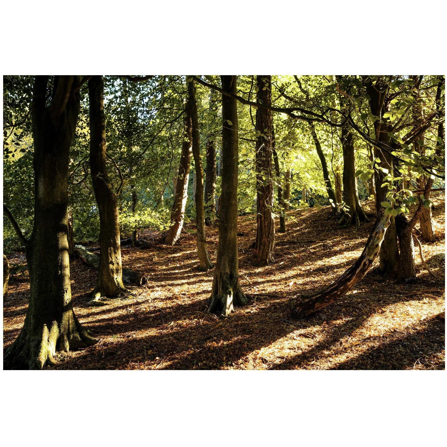 forest1.jpg