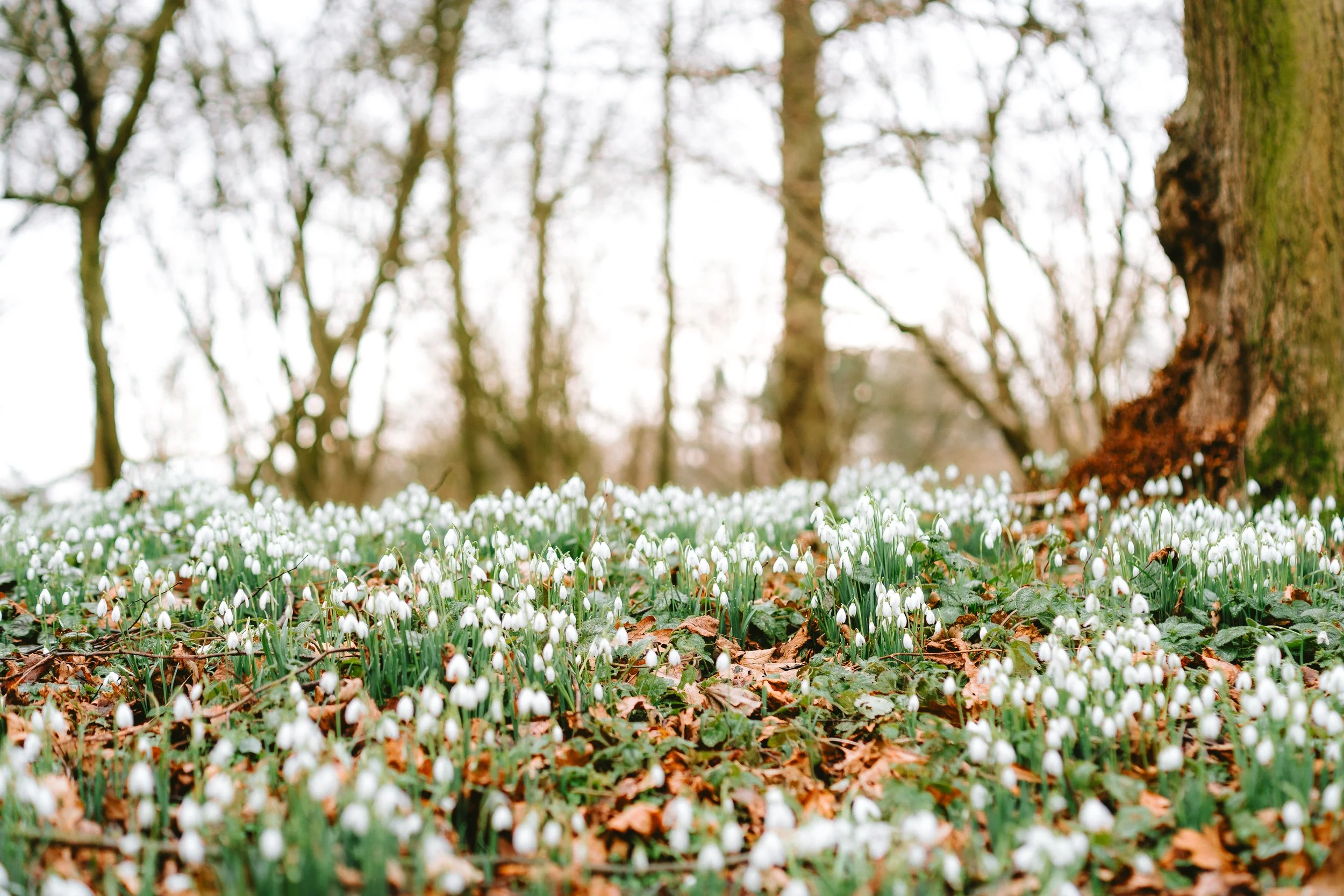 A forest floor covered with small white snowdrop flowers and brown fallen leaves, with tall trees in the background.