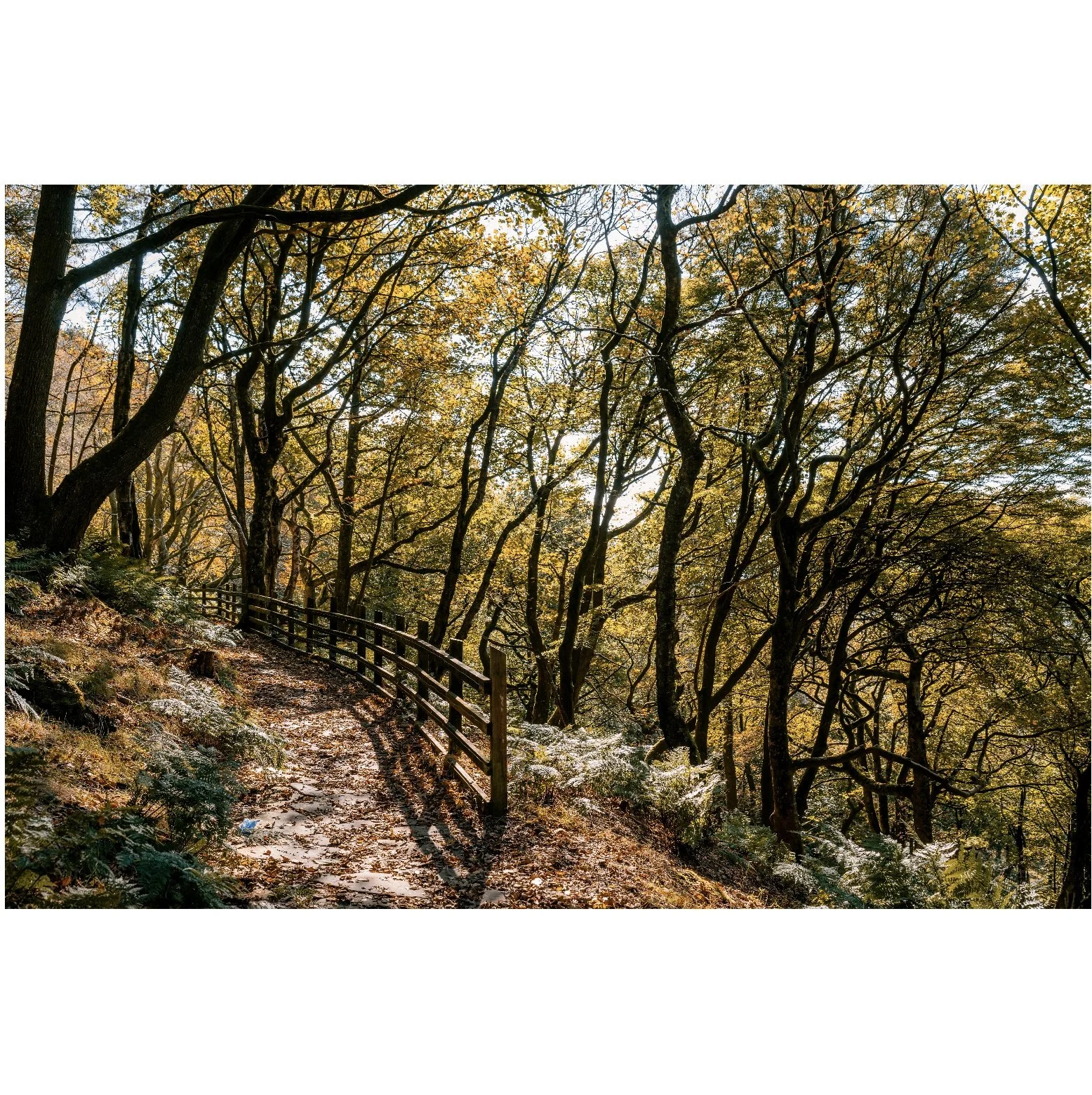 forest4.jpg