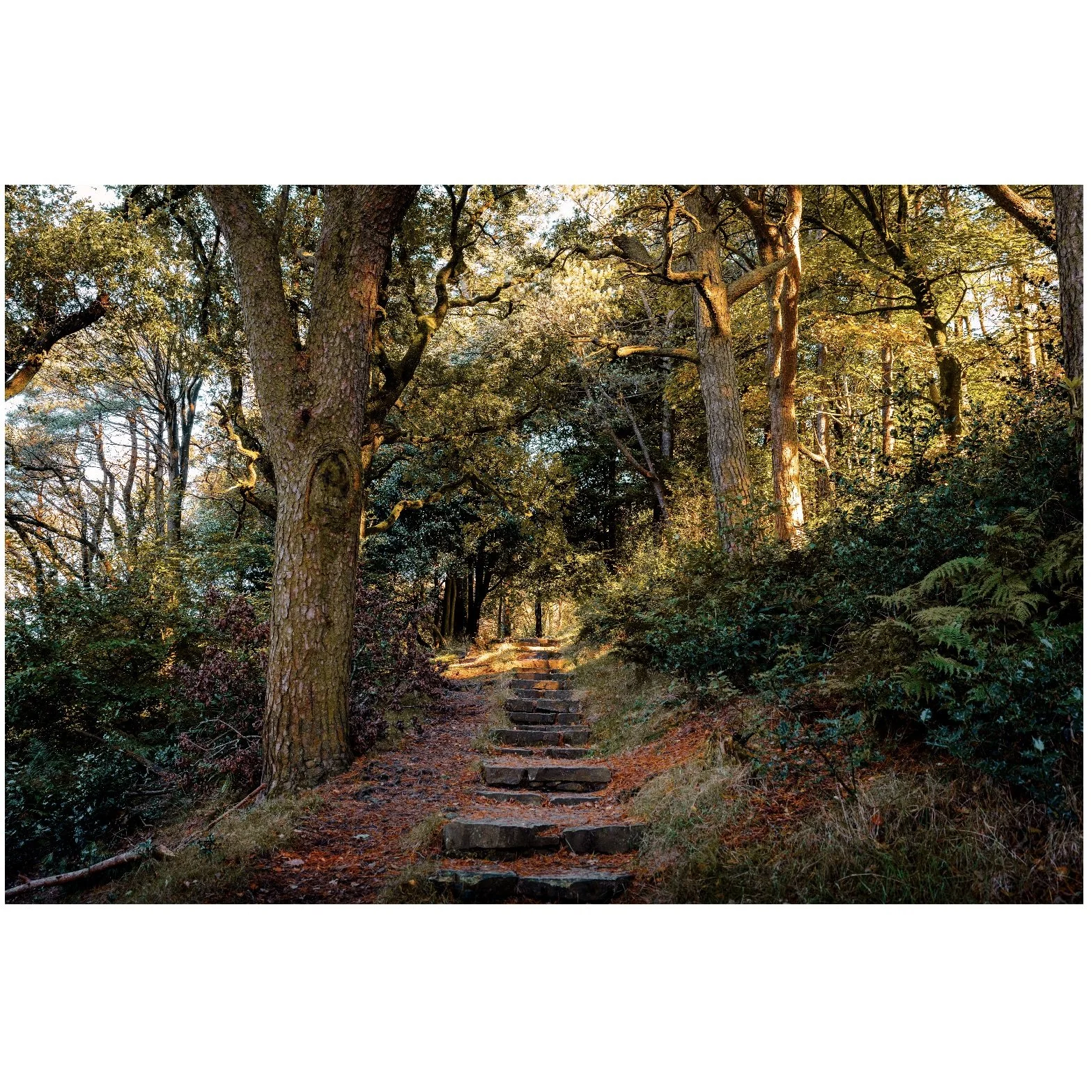 forest2.jpg