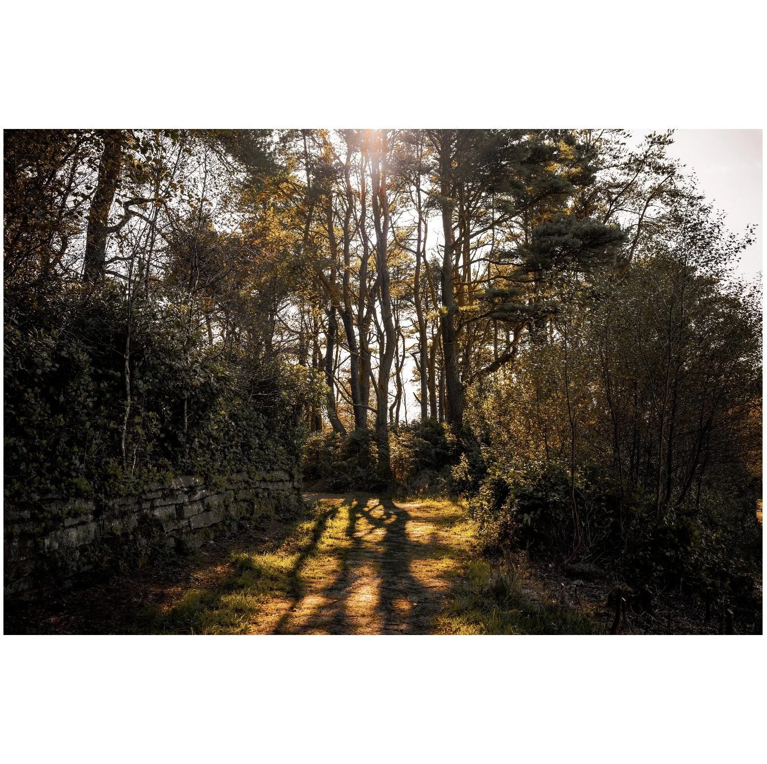 forest3.jpg