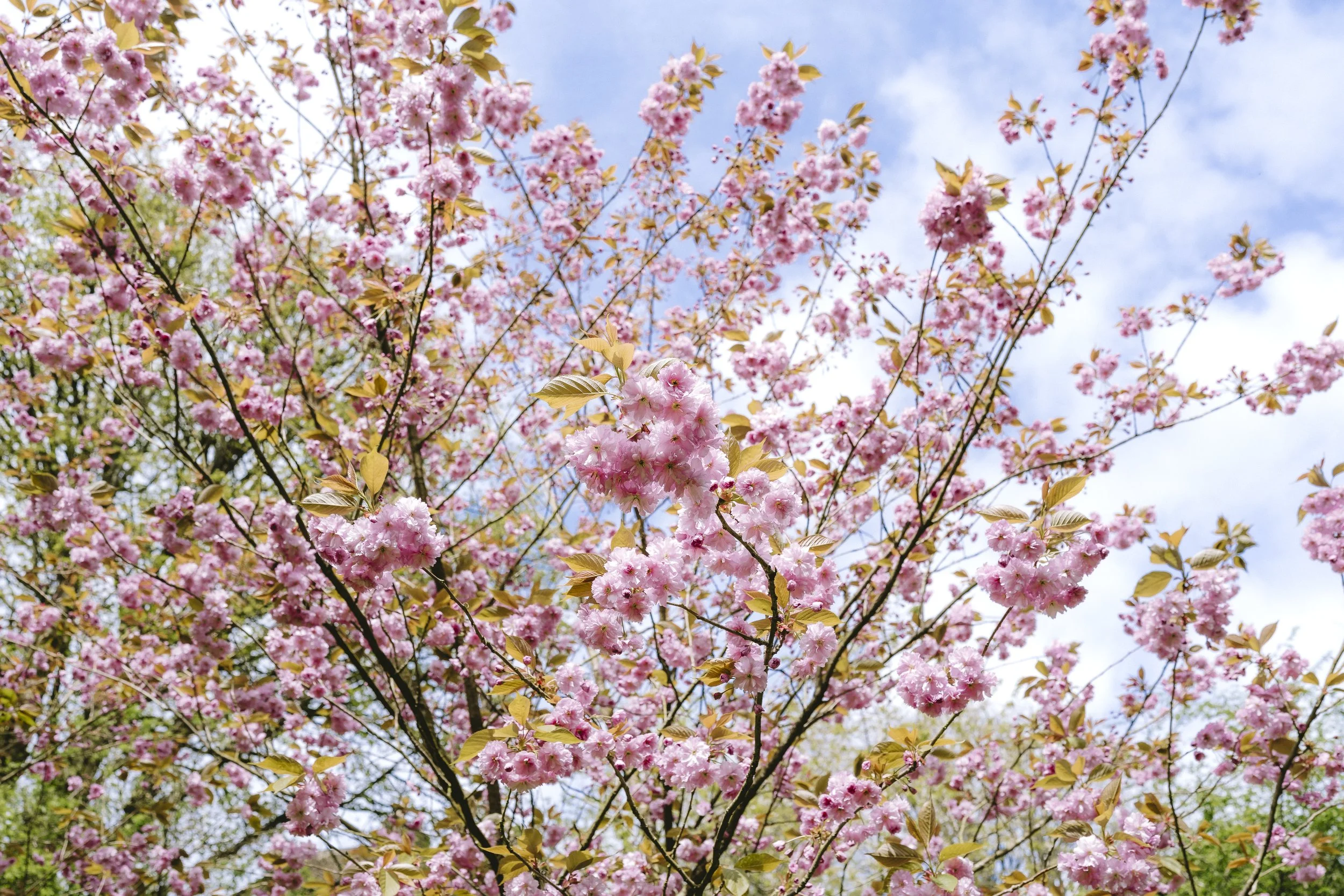 A tree full of pink cherry blossoms in bloom on a sunny day with a blue sky and some clouds.