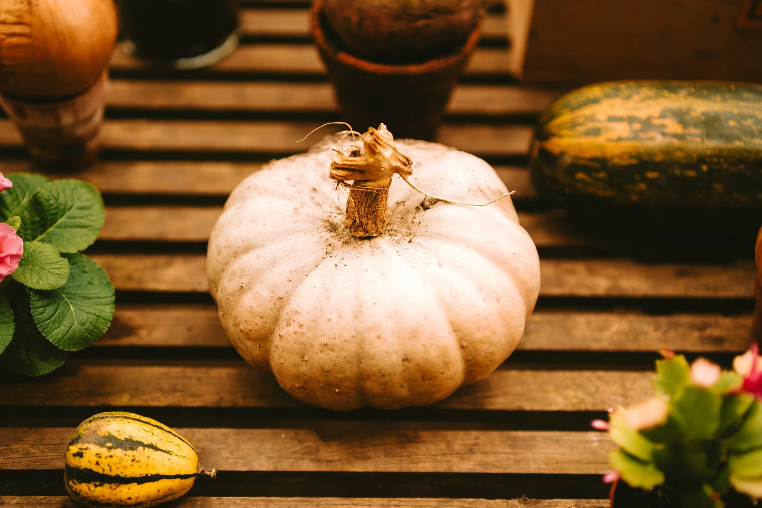 A white pumpkin with a small stem in the center of the image on a wooden surface, surrounded by various gourds and plants, with a background of other vessels and plants.