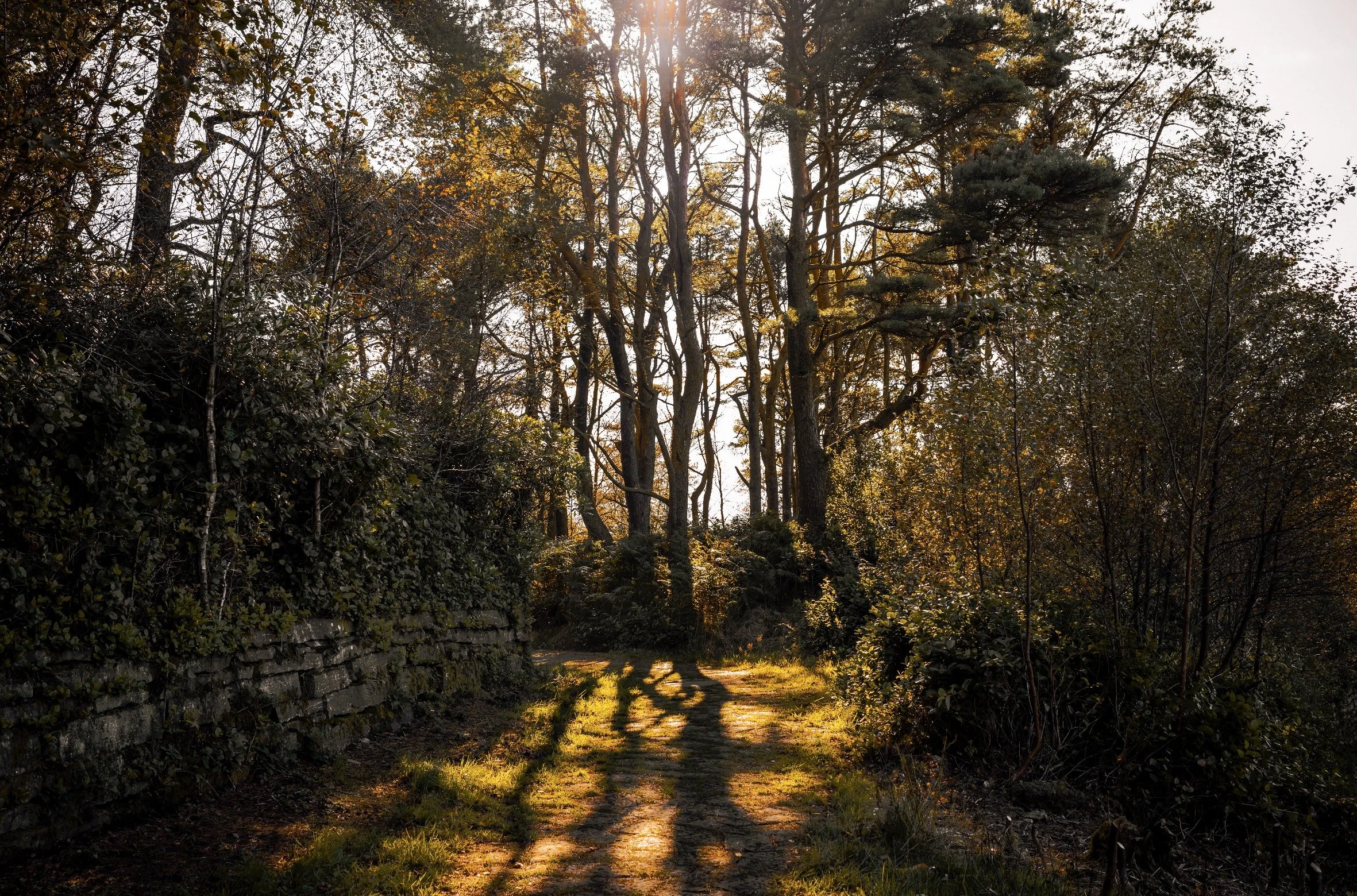 Trying Woodland Photography for the First Time