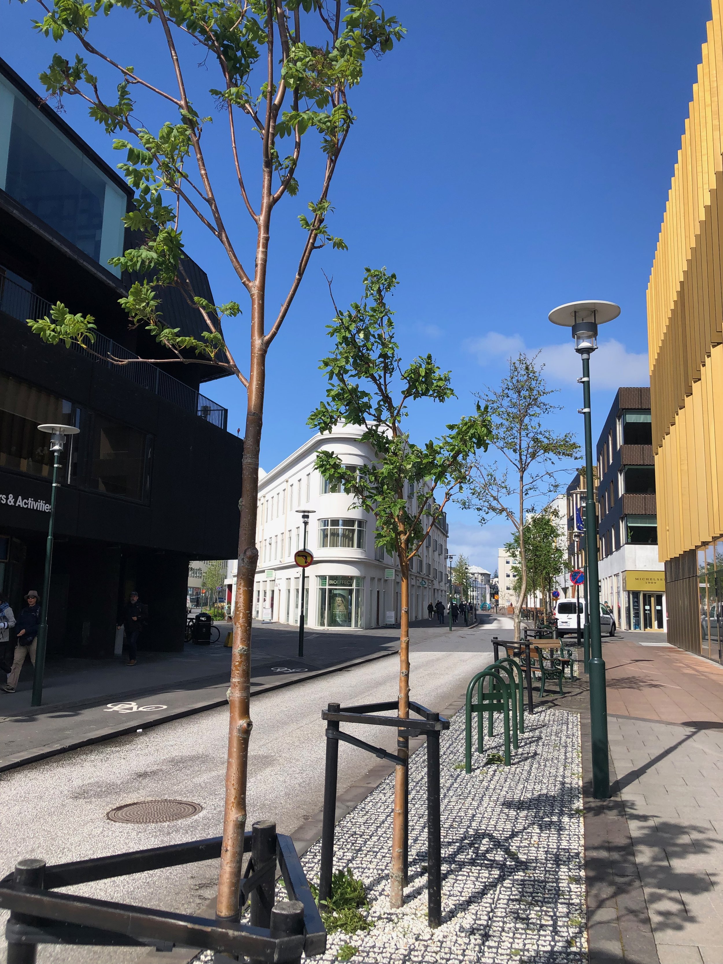 Tree saplings on a road