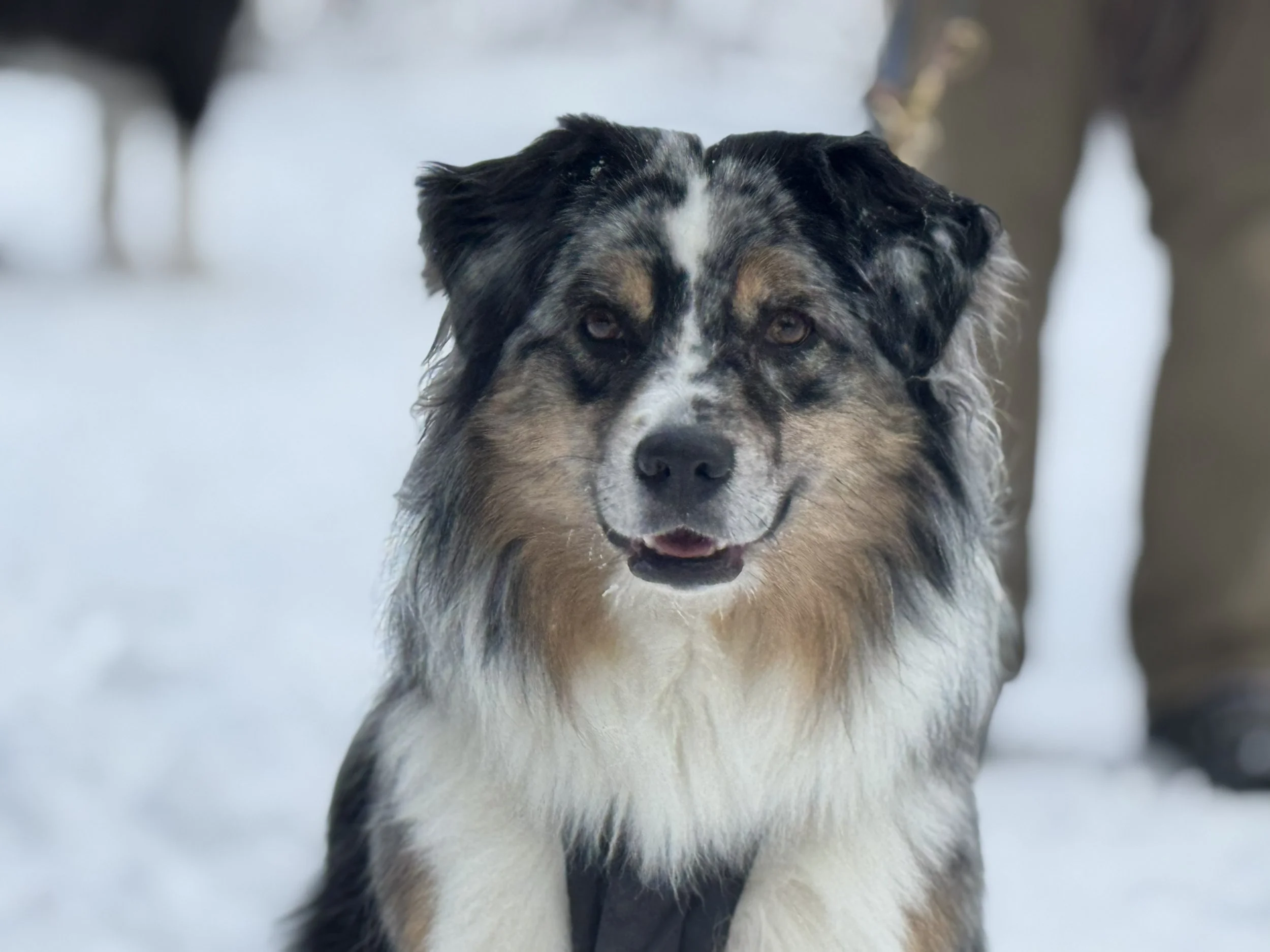 The Leader of the Pack