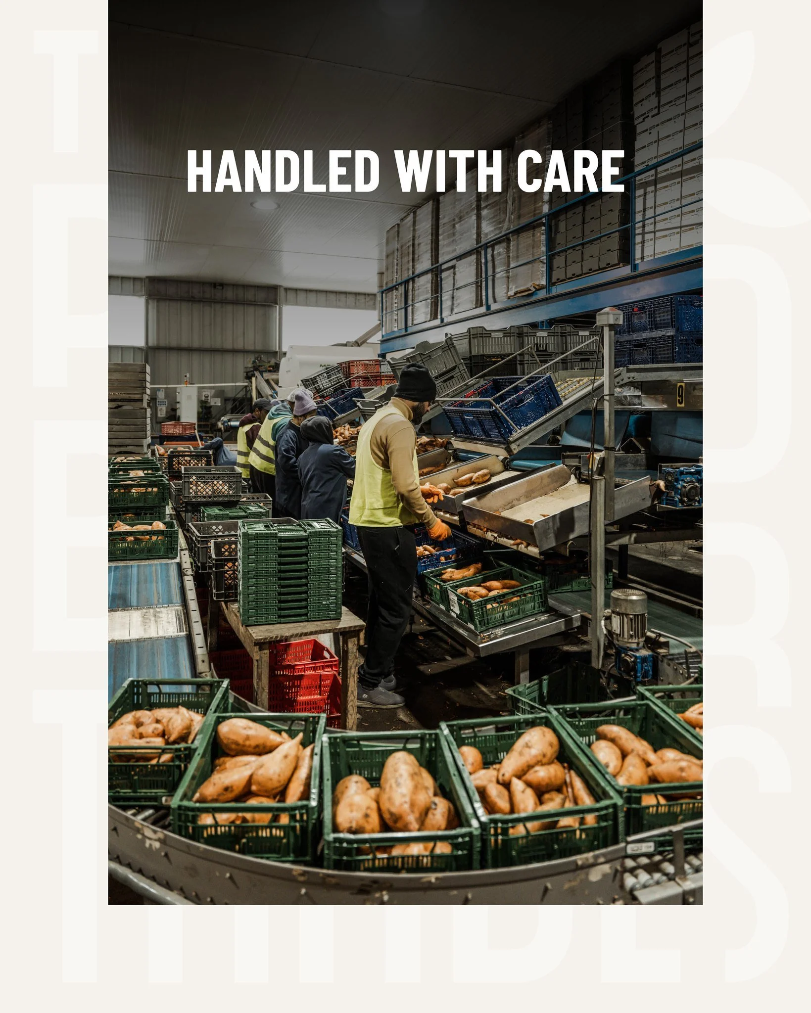 Every sweet potato tells a story: of soil, sun and skilled hands. 🍠
In our facilities, each one is carefully sorted, checked and selected to meet the highest standards of quality and consistency.

#PlantBasedTraders #SweetPotatoes #QualityFirst #Fro