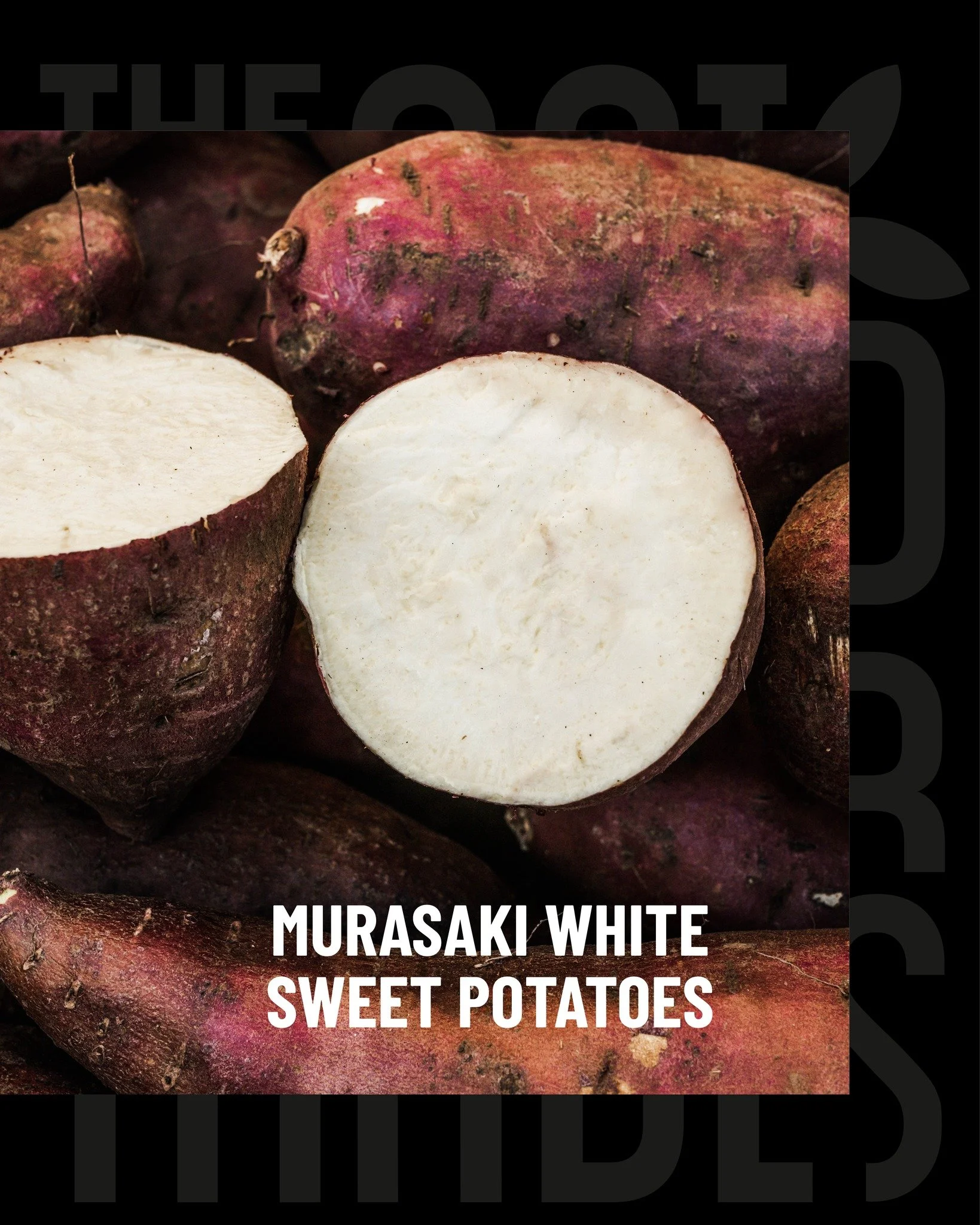 Elegant on the outside, versatile in the kitchen. 🍠 Murasaki white sweet potatoes stand out with their purple-brown skin, creamy white flesh and mildly sweet, firm texture. Perfect for roasting, mashing, frying or adding depth to soups and stews: a 