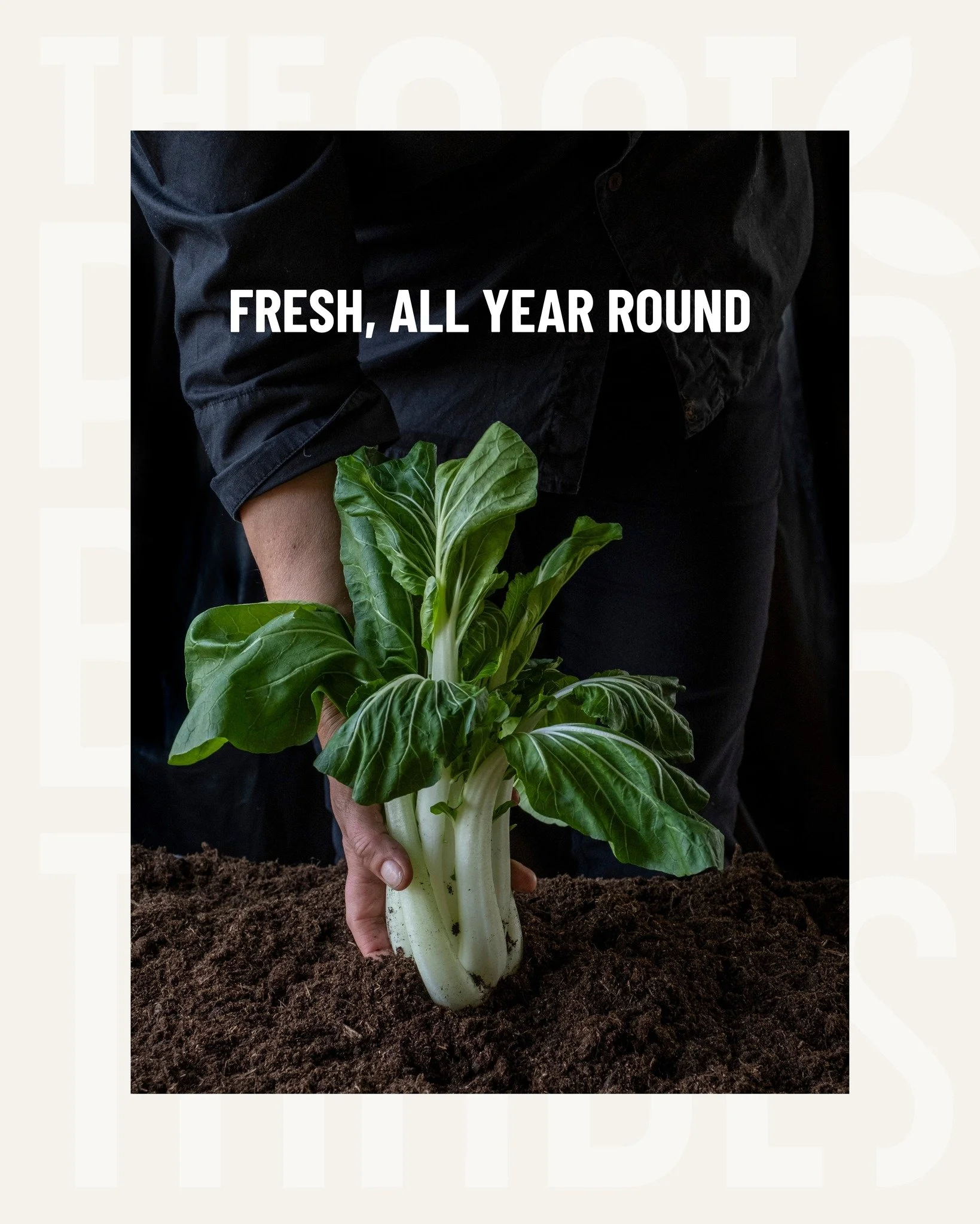 Crisp, mild and versatile: our pak choi is available year-round, offering consistent quality and reliable supply for every season. 🌱 Perfect for retail, foodservice and professional kitchens looking for freshness without interruption.

#PlantBasedTr