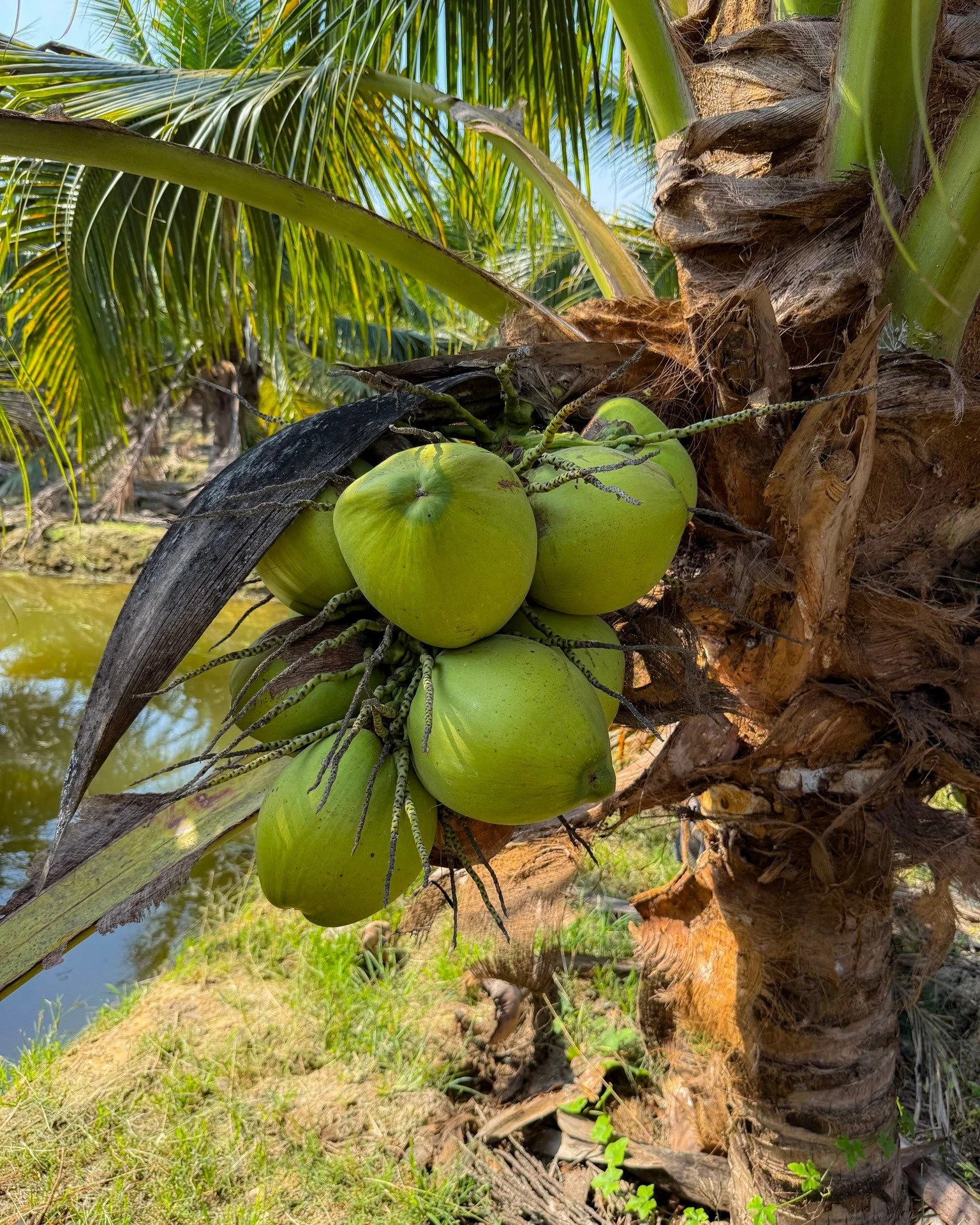 High up in the tropical palms of Thailand, young coconuts grow under the sun and ocean breeze. These beautiful fruits are the starting point of our pure @goconutty  coconut water.

Carefully selected and harvested at the right moment, they deliver th