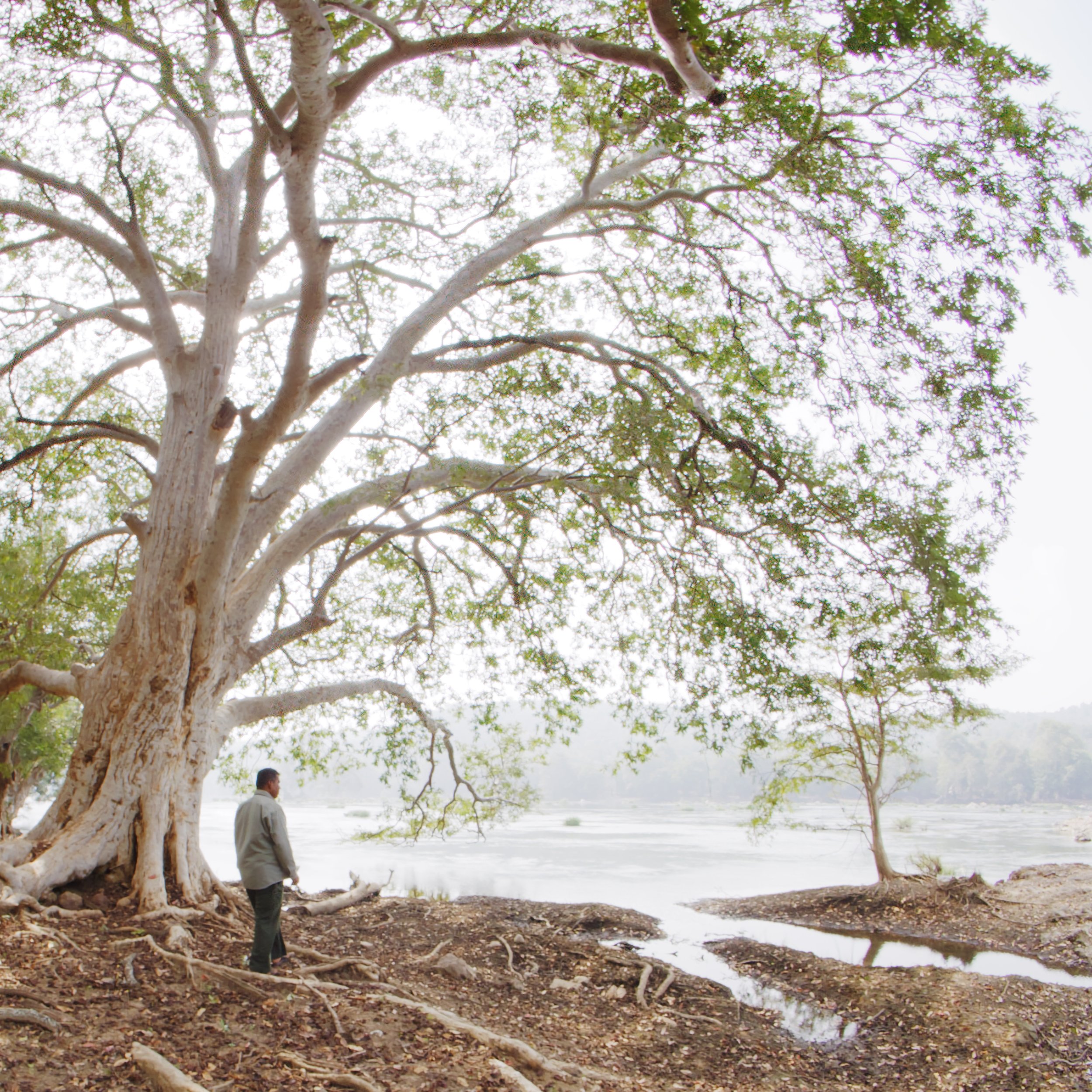A man stands on a riverside under a large tree with sprawling branches and green leaves, with water and distant trees visible in the background.