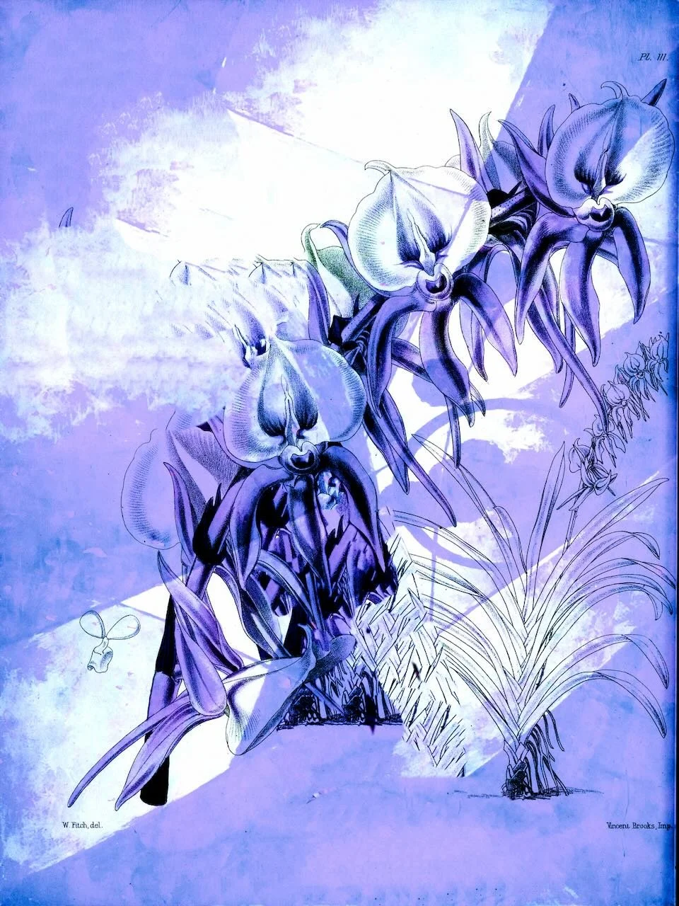 Phragments B | Botanical Intervention Series | Digital Format Shown 4:3 (H:W) | Available in other Format Ratios & Colors | Original Artwork derived from Public-Domain Artwork | Production-Prepared by ArtZentury
 
 
 
   
    ✅ Add to Set List
   
 