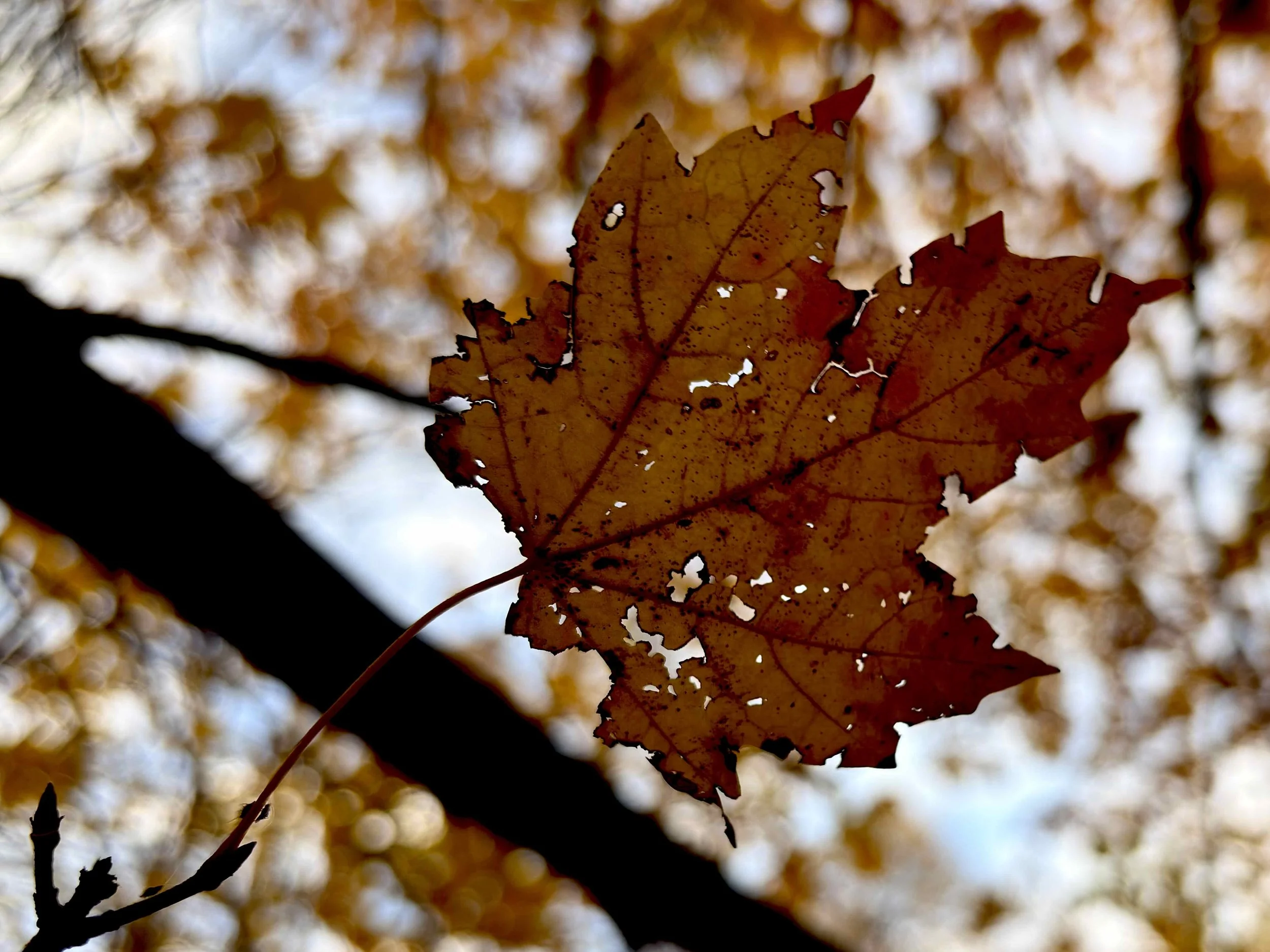 T005B- Maple Leaf | Digital Format Shown 3:2 (H:W) | Available in other Format Ratios & Colors
 
 
 
   
    ✅ Add to Set List
   
 