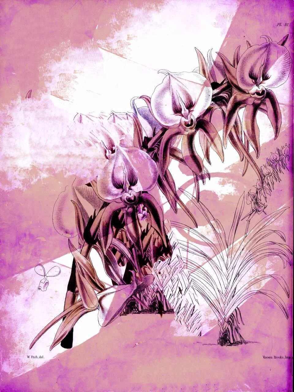 Phragments A | Botanical Intervention Series | Digital Format Shown 4:3 (H:W) | Available in other Format Ratios & Colors | Original Painting Created from a Public-Domain Source Image | Production-Prepared by ArtZentury
 
 
 
   
    ✅ Add to Set Lis