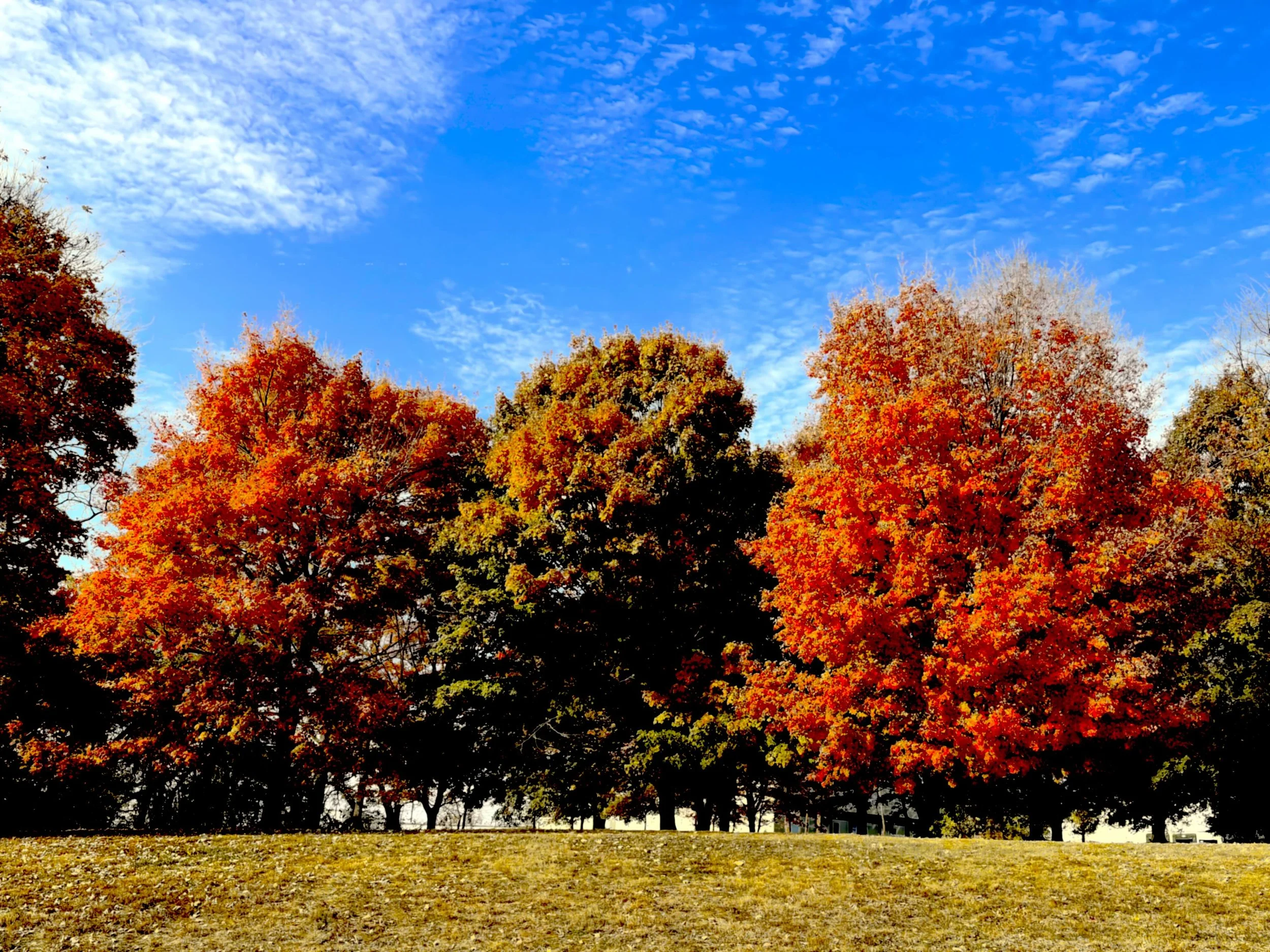 T002B-Fall Tree Line | Digital Format Shown 4:3 (H:W) | Available in other Format Ratios & Colors
 
 
 
   
    ✅ Add to Set List
   
 