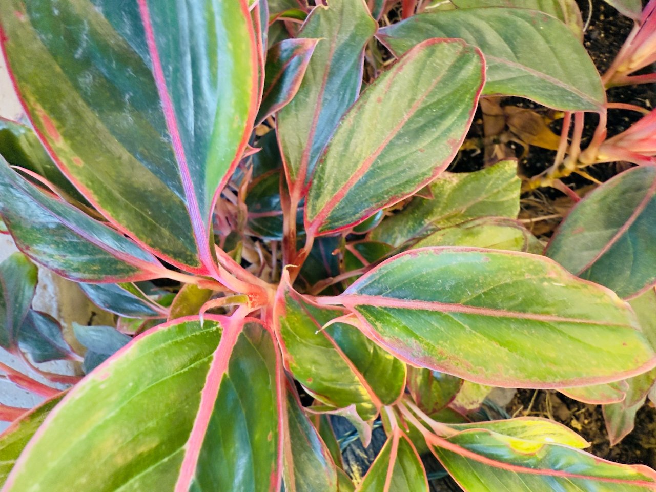 FL016B - Radiator Plant | Digital Format Shown 3:2 (H:W) | Available in other Aspect Ratios & Colors
 
 
 
   
    ✅ Add to Set List
   
 