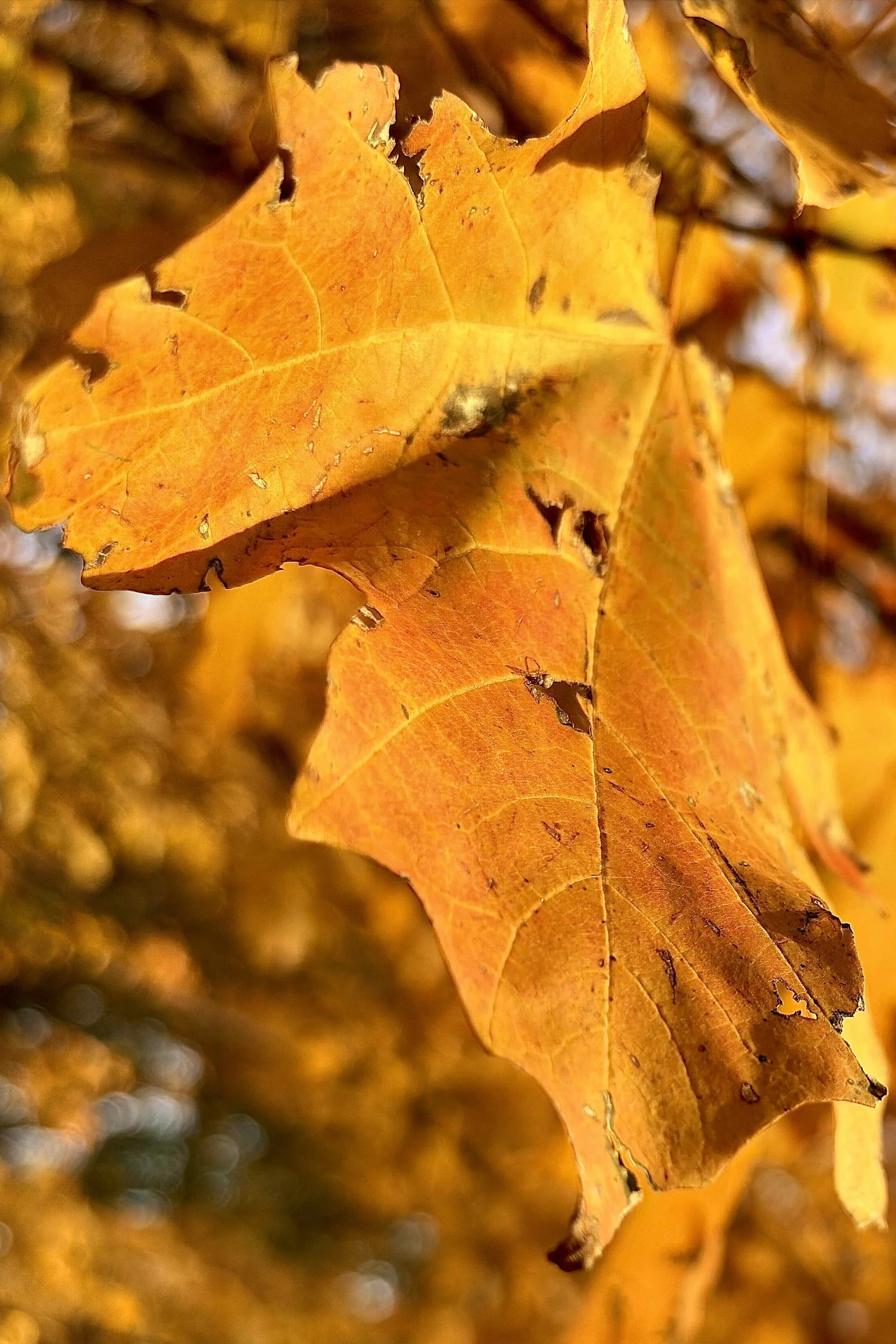 T007B - Hanging By a Thread | Digital Format Shown 3:2 (H:W) | Available in other Format Ratios & Colors
 
 
 
   
    ✅ Add to Set List
   
 