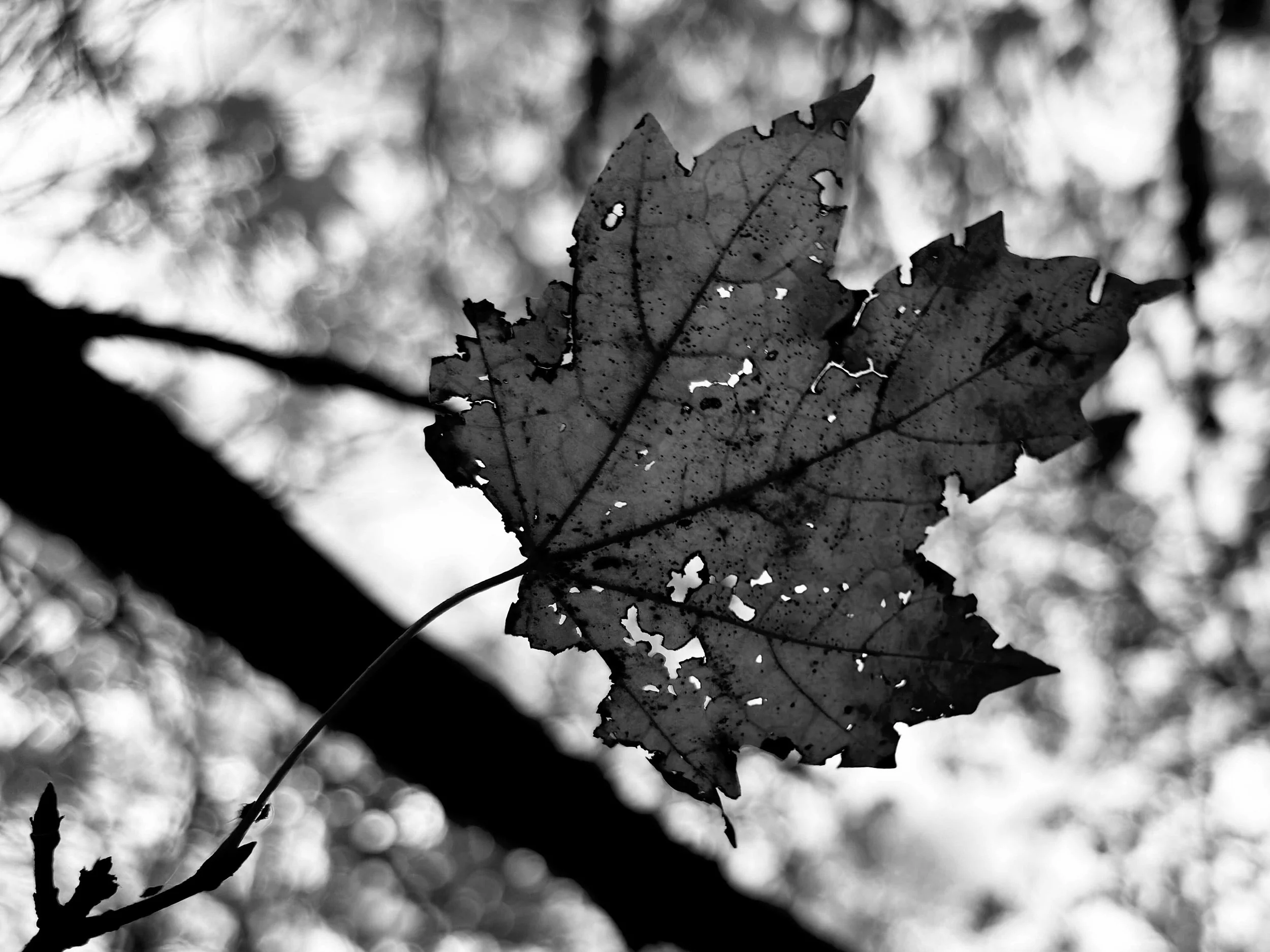 T005C - Maple Leaf | Digital Format Shown 3:2 (H:W) | Available in other Format Ratios & Colors
 
 
 
   
    ✅ Add to Set List
   
 