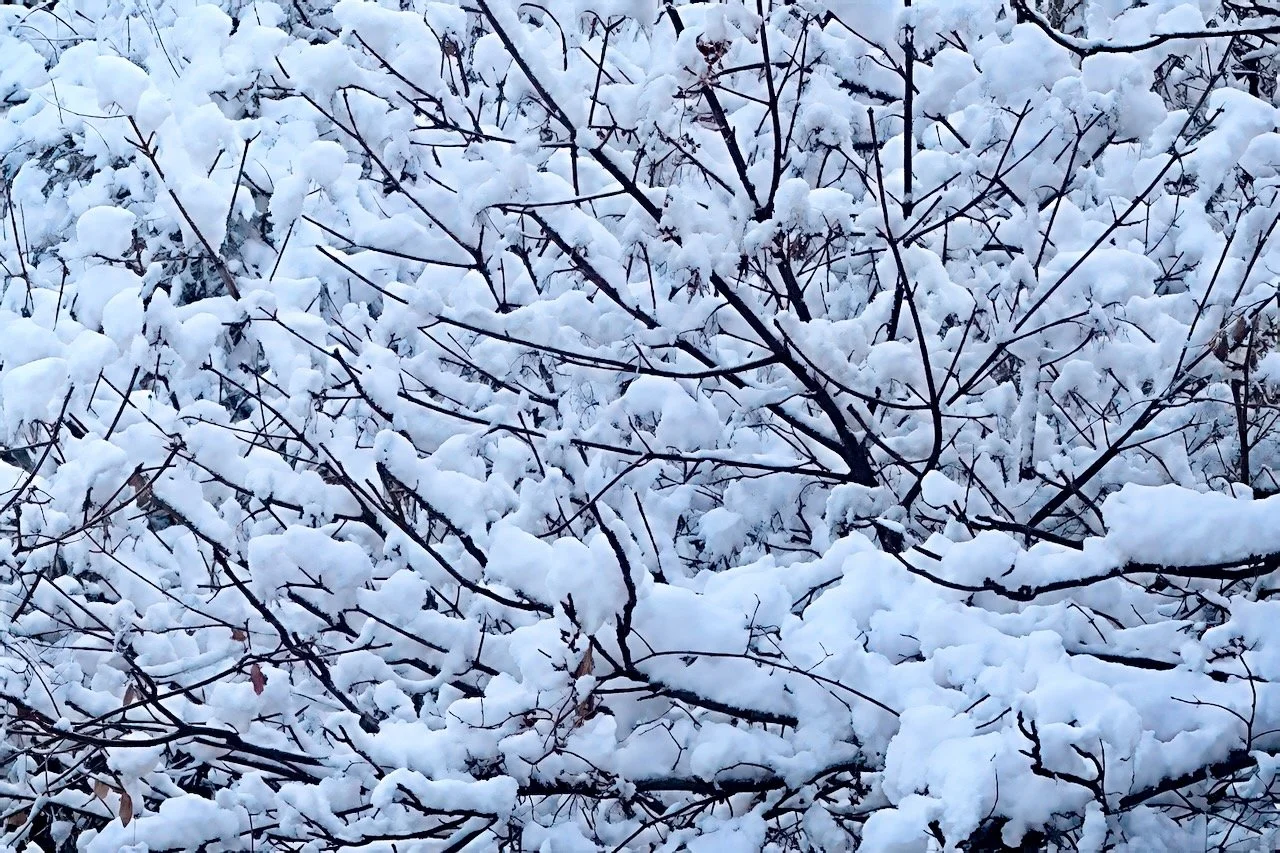  Philadelphia Snow Trees | Digital Format Ratio Shown in 2:3 (H:W) | Available in other Format Ratios & Colors
 
 
 
   
    ✅ Add to Set List
   
 