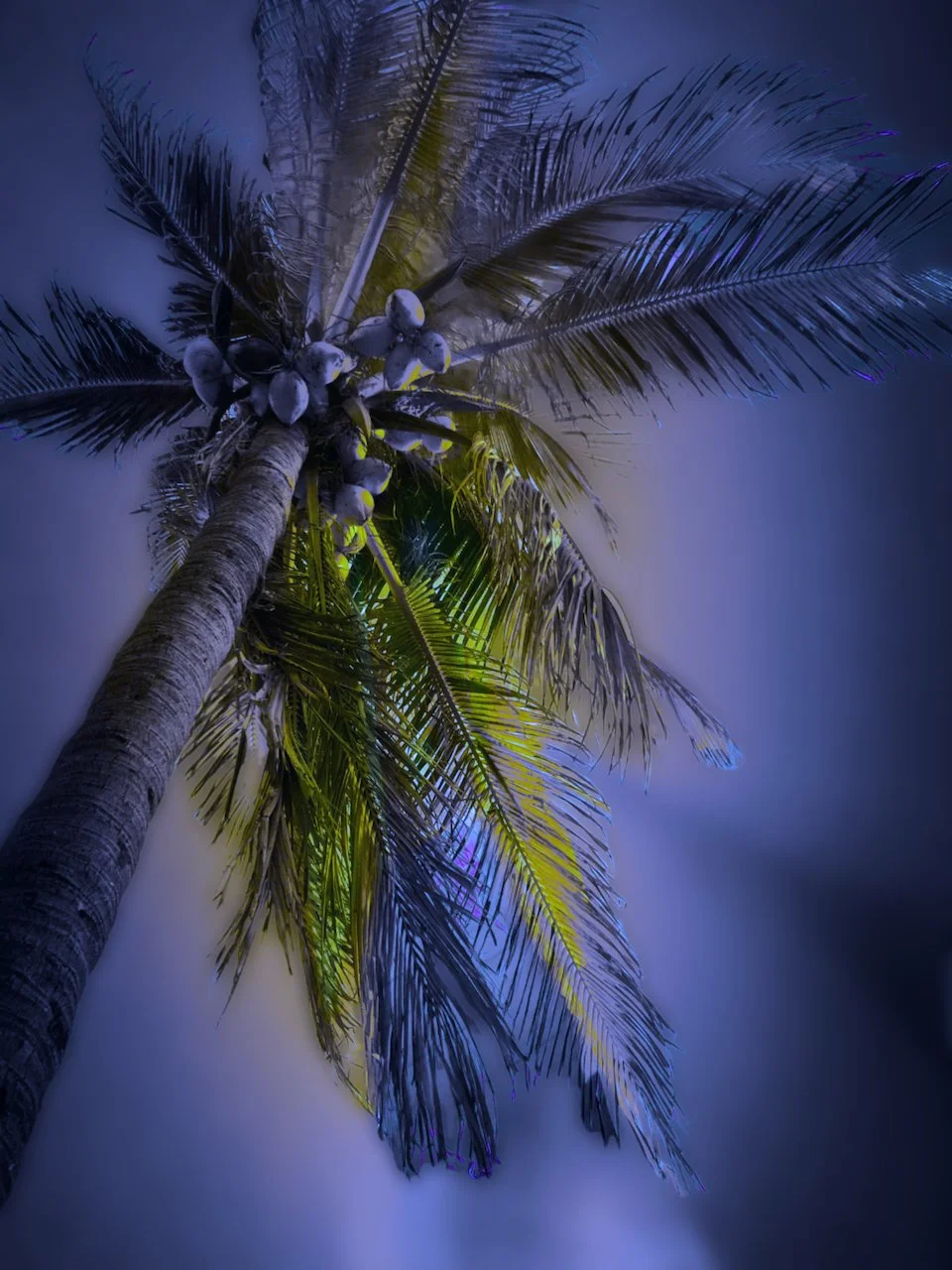Tropic Noir #2 | Emotional Weather Series |. DIGITAL FILE | Format 4:3 (H:W)  |  CUSTOMIZABLE IN OTHER FORMATS AND COLORS
 
   
    Add to Set List
   
  
